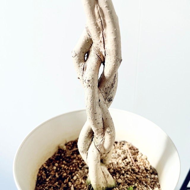 フィカス ベンジャミン ゴールデンプリンセス 豪華4本編み込み仕立て｜限定品｜calm cafe