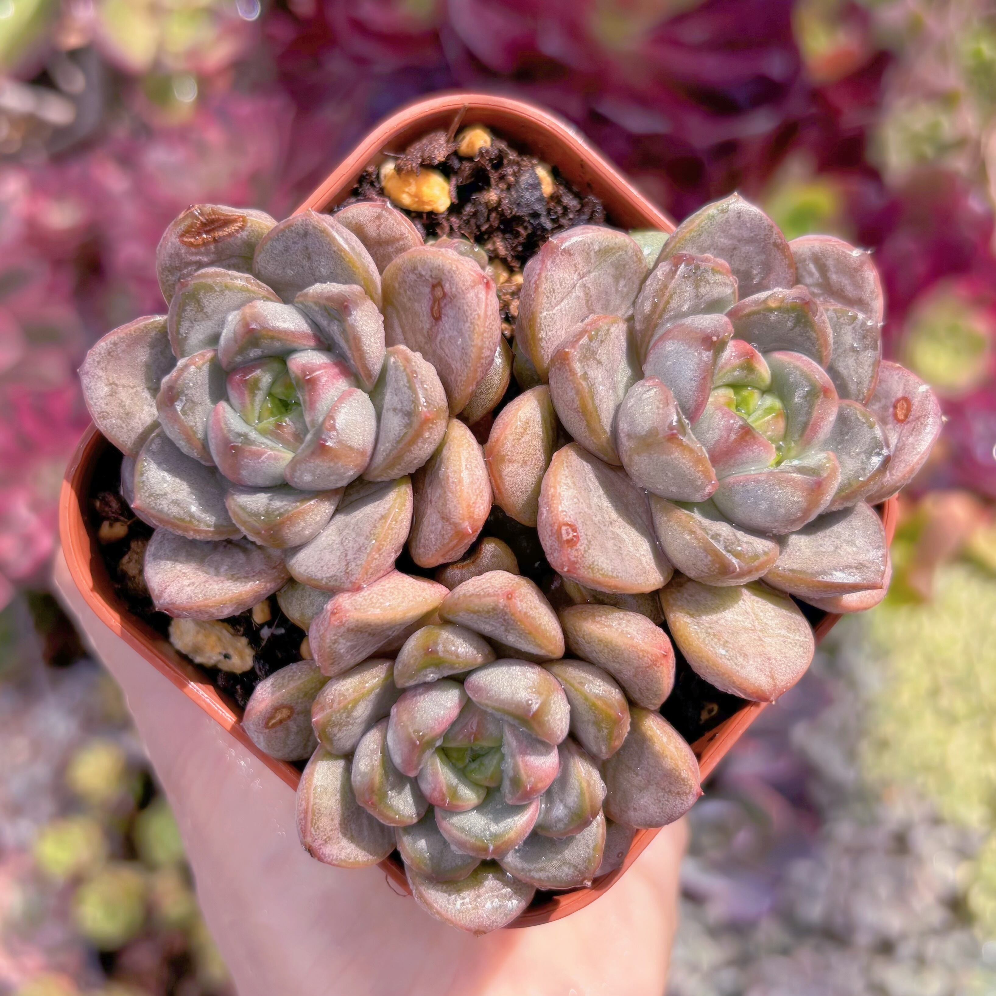 現品　ブドウ#E12　新入荷