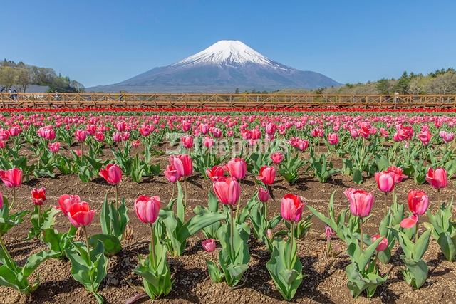 山中湖花の都公園のチューリップ（ピンク）と富士山［山中湖村］