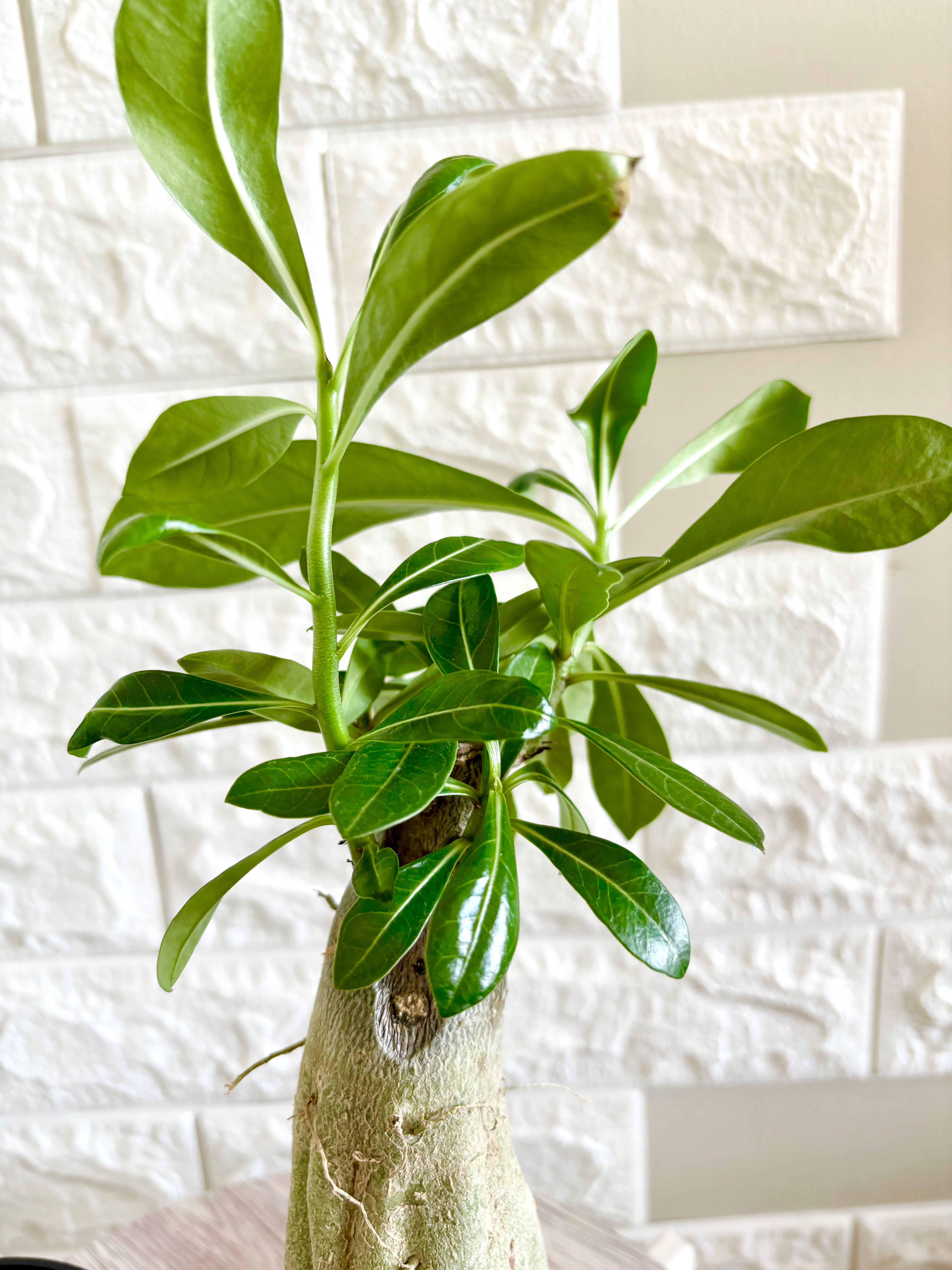 アデニウム オベスム⭐️夫婦風2鉢セット | 観葉植物のお店 feerie