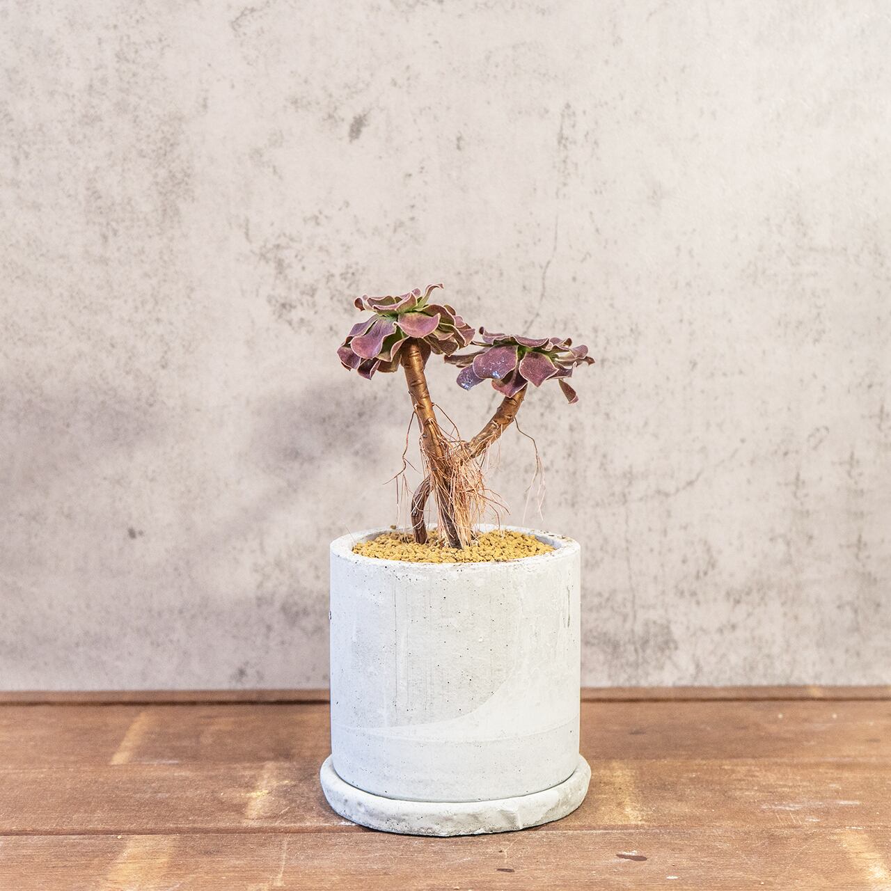 アエオニウム・カシミヤバイオレット|二株のバランスが絶妙な立体フォルム【モルタル鉢×多肉植物】