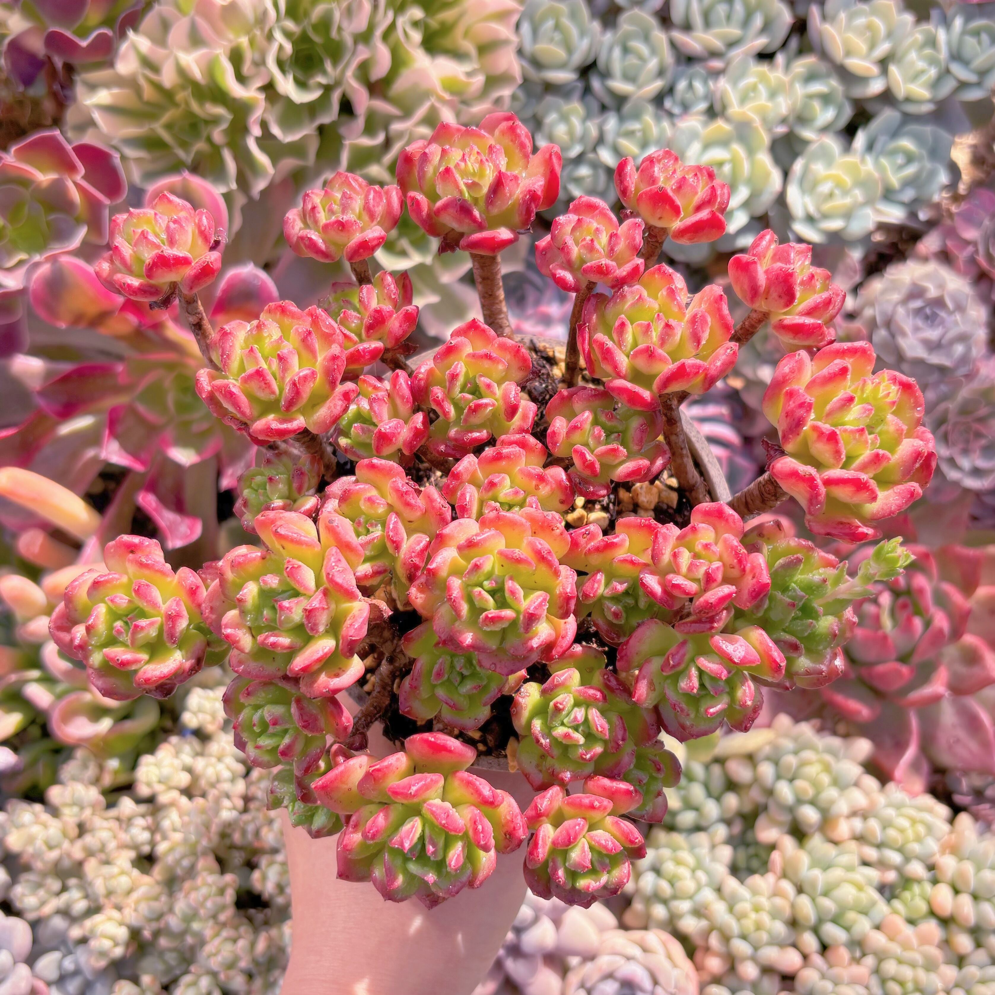 現品　ランタン#845   るる農園