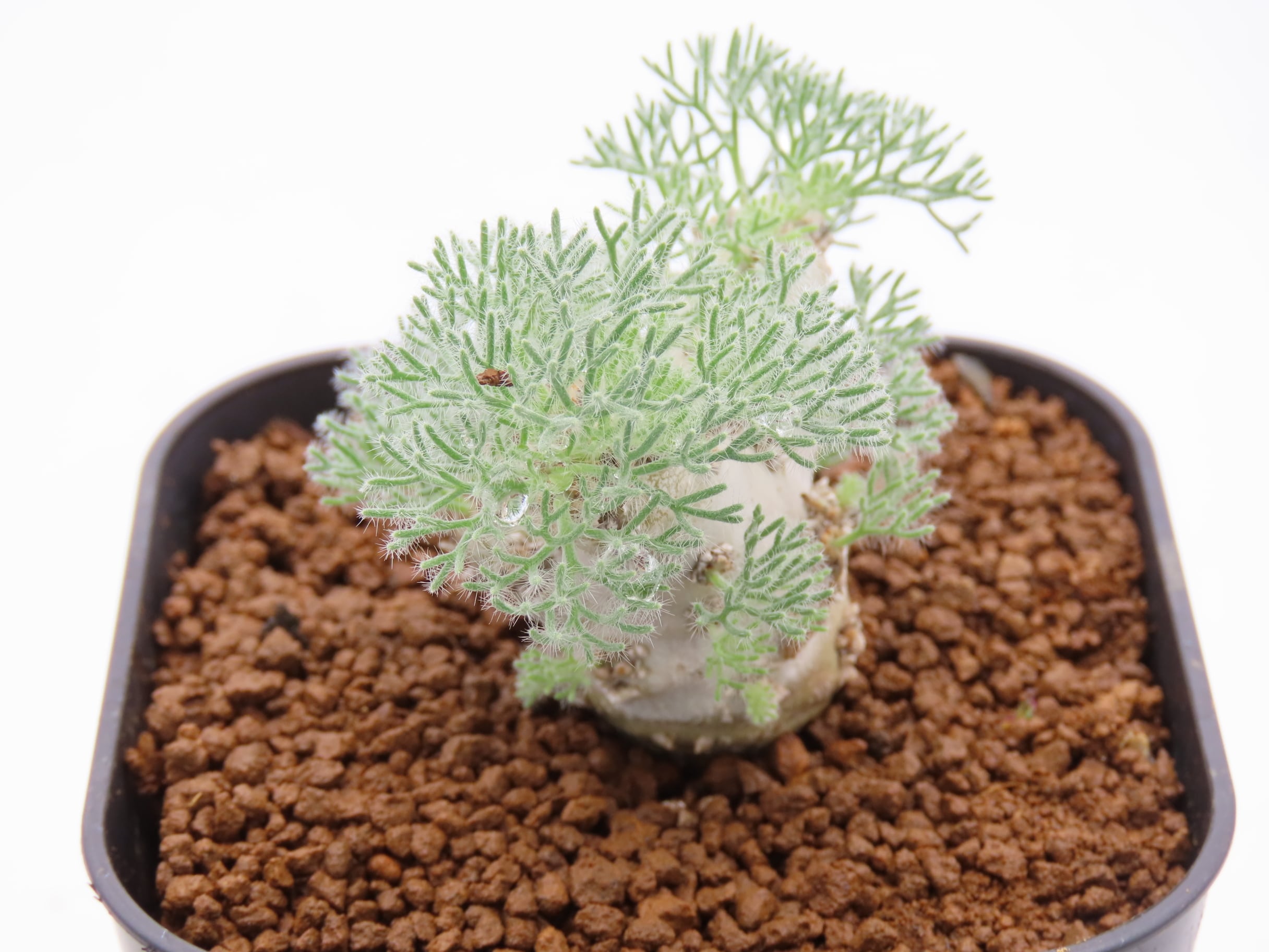 □peniculinum ペニクリナム 実生苗 国内1年以上管理 【多肉植物