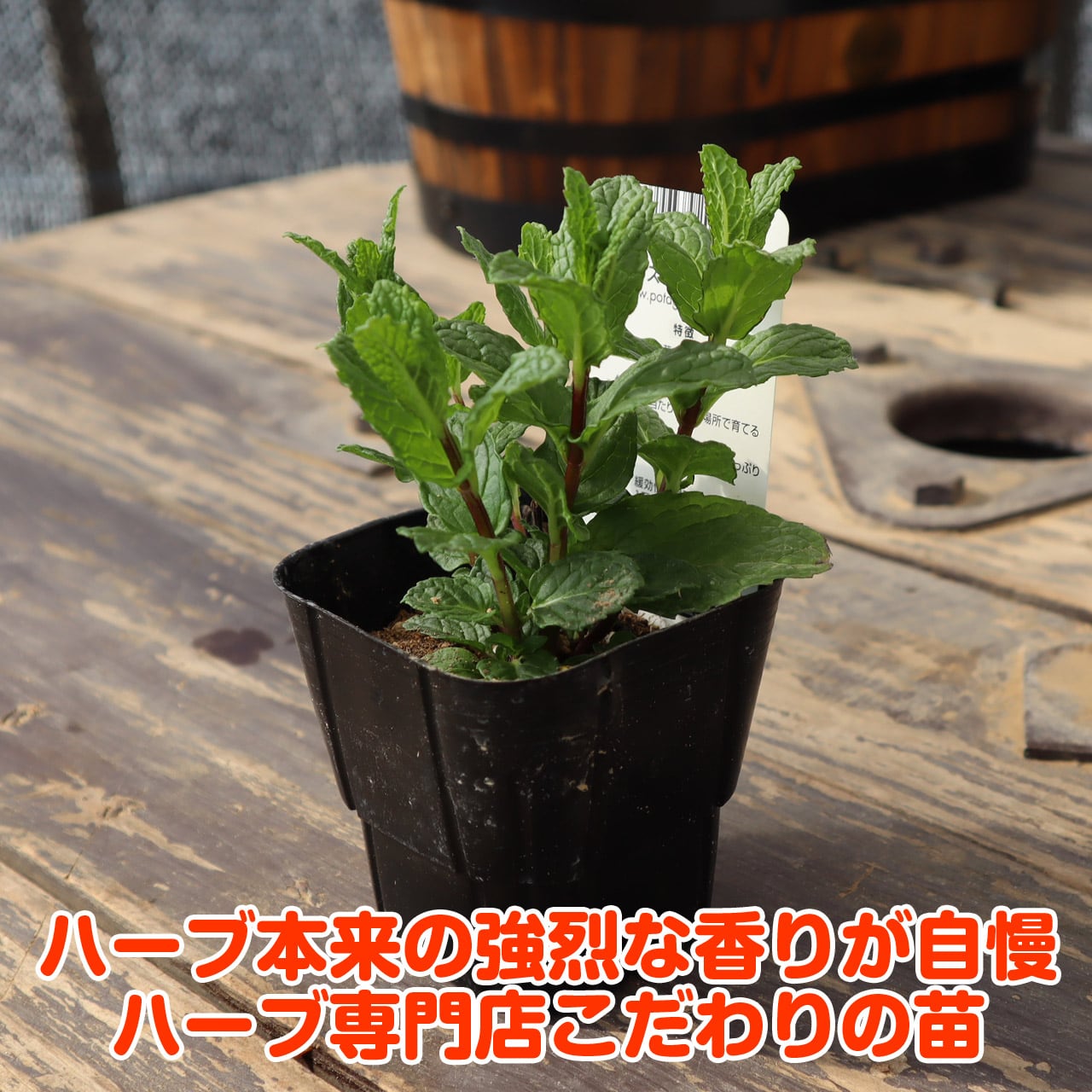 ハーブ 苗 スペアミント | ハーブ苗のポタジェガーデン 本店
