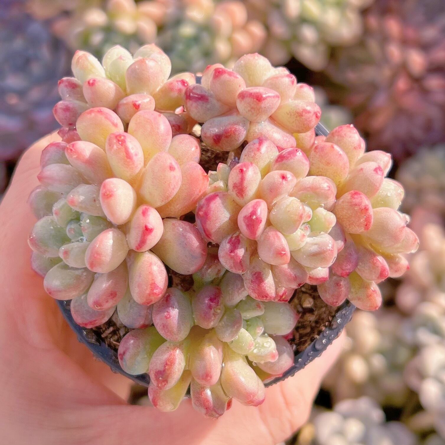 現品　萌豆#2023    群生　るる農園