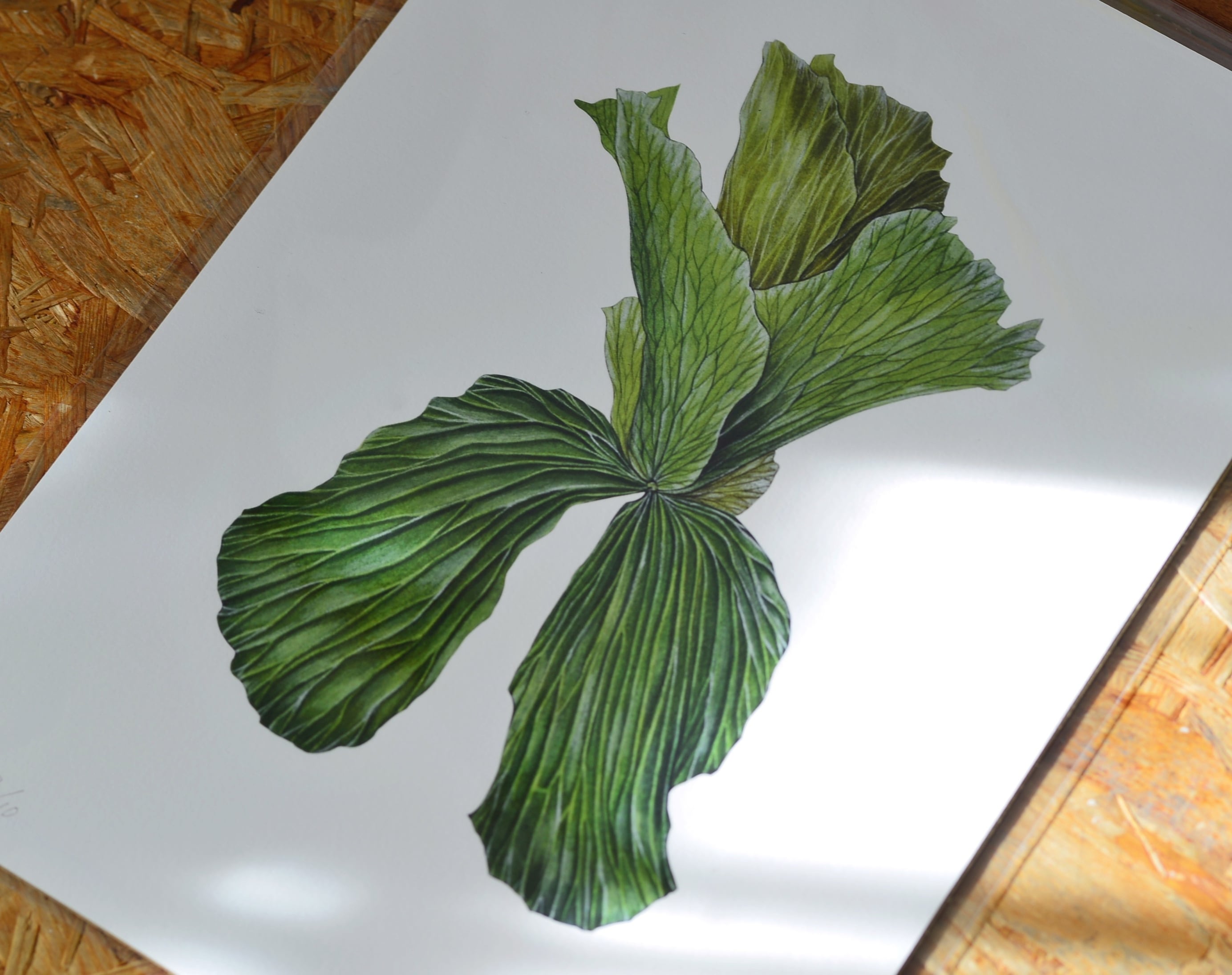 ジークレープリント ビカクシダ・エレファントティス