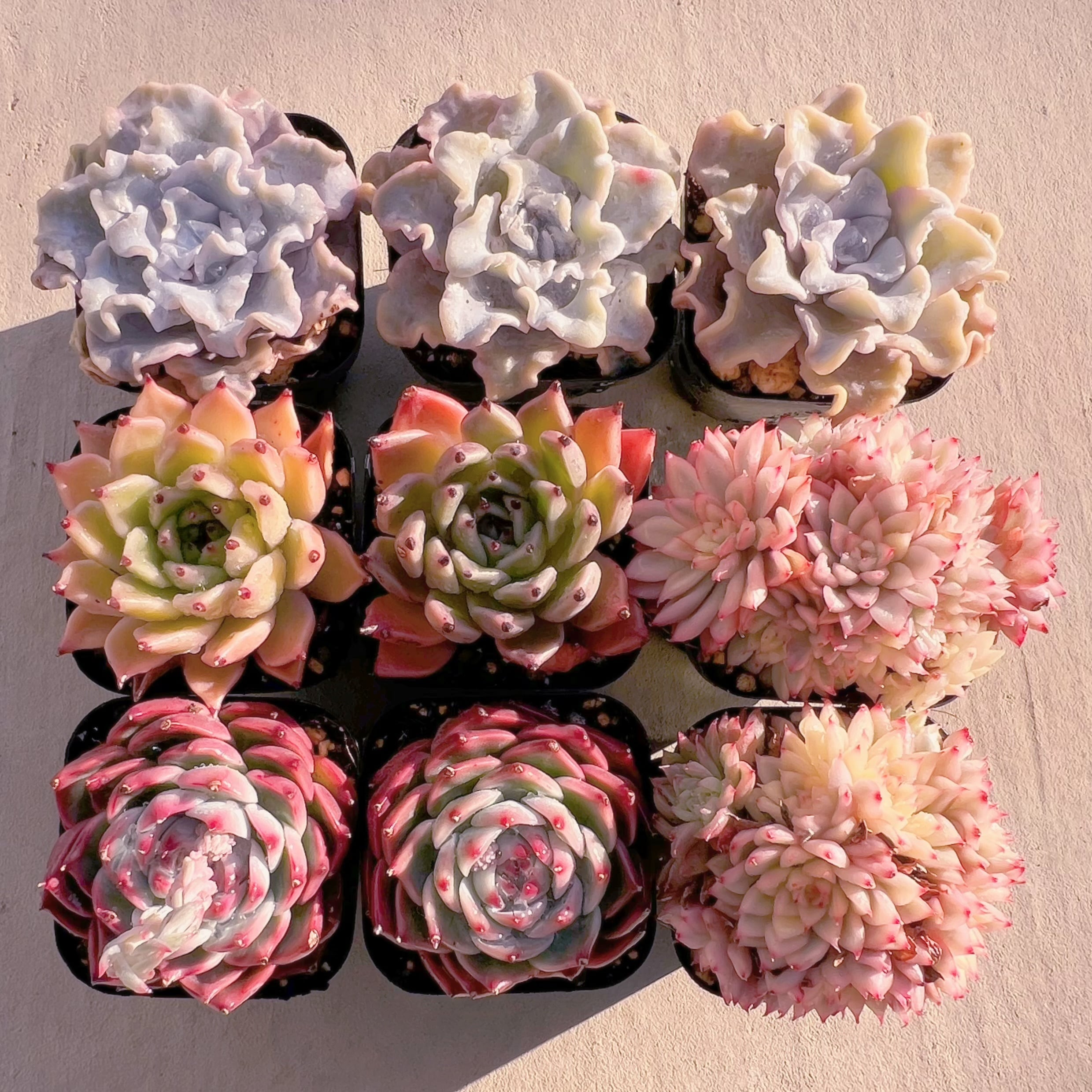 BASE販売会セット009