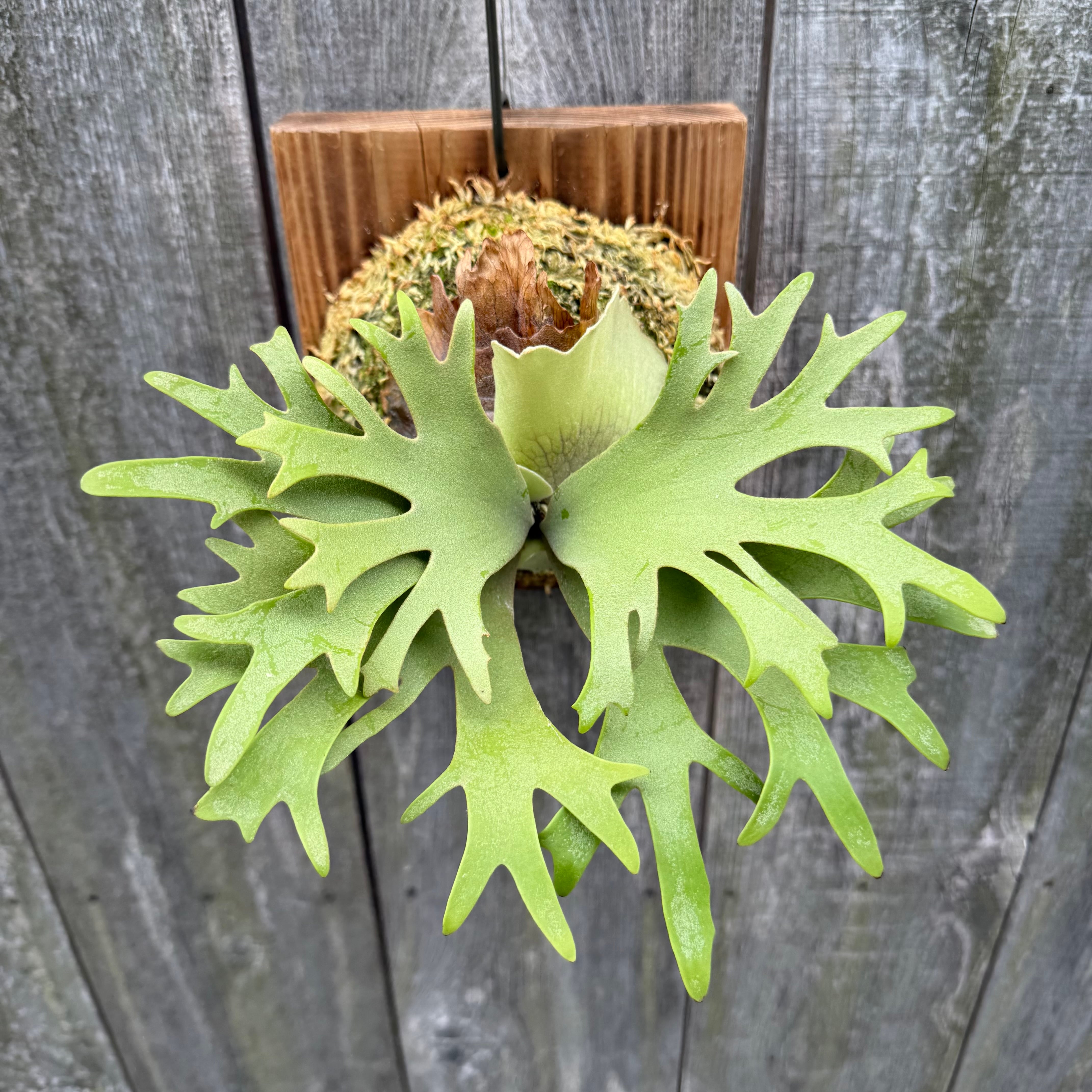 P. willinckii O.M.G sporeling “WASABI” | naturefix