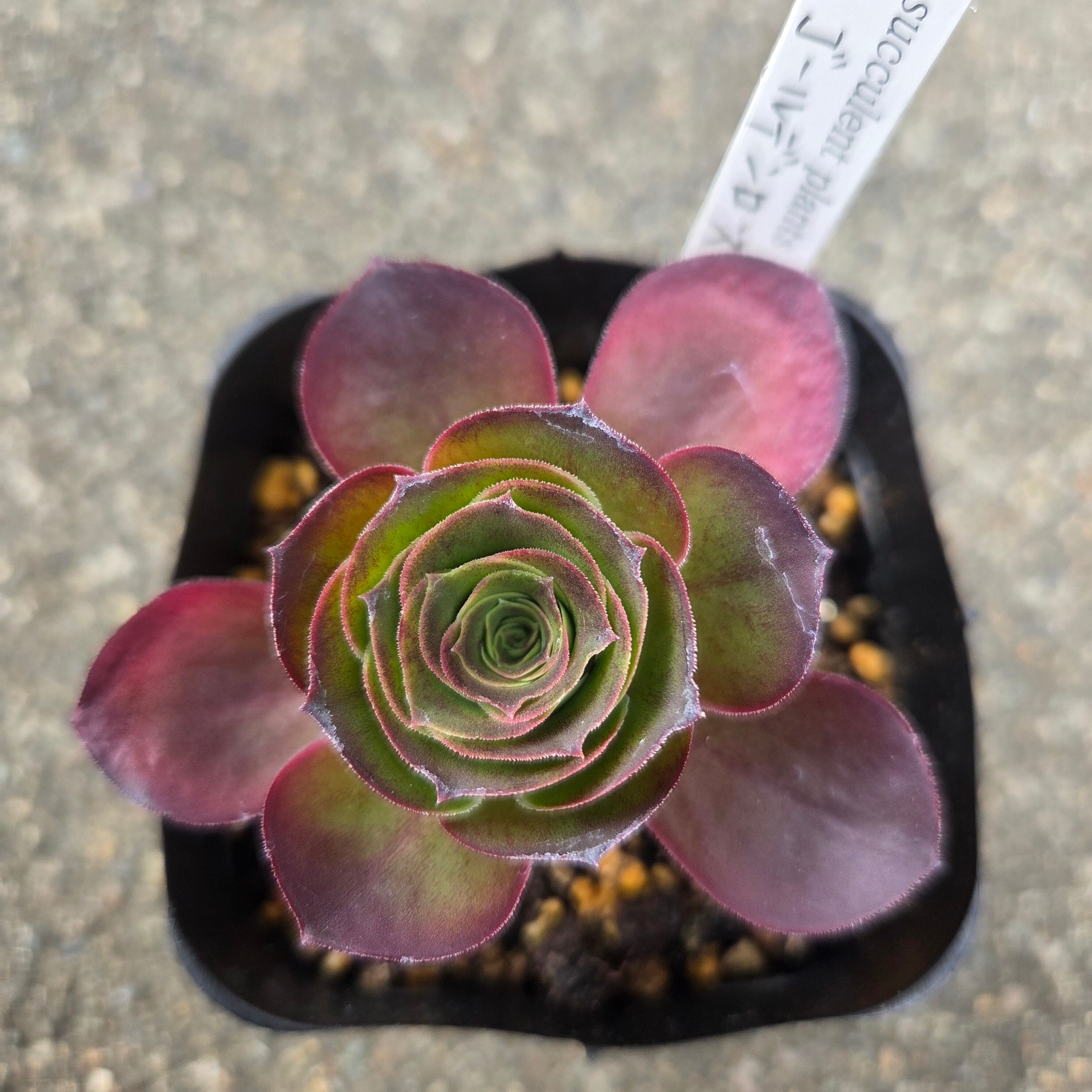 アエオニウム カシミアバイオレット | 多肉Garden＊Grow