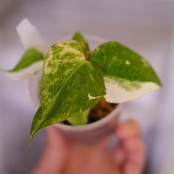 Anthurium (Papililaminum Variegated × Crystallinum Marble) × Anthurium Red Vein Dark Phoenix