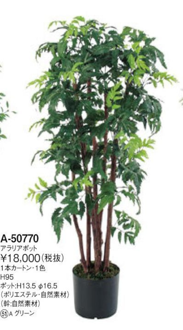 アラリア  安心感・包容力感の樹　 高さ：95cm