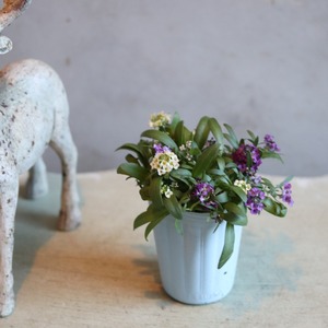 アリッサム　MIX　ムラサキ多めXレモンX白　小さなお花　横にひろがる　寄せ植えにオススメ