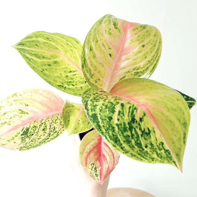 希少 アグラオネマ オースピシャスレッド 観葉植物 calm cafe
