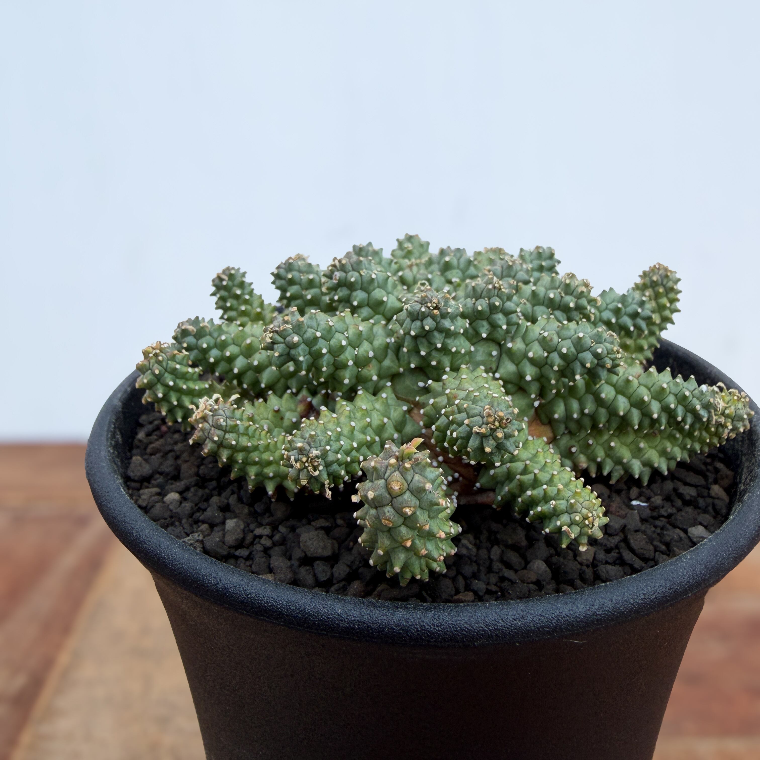 Euphorbia atroviridis【ユーフォルビア・アトロビリディス】 | RIMO'S