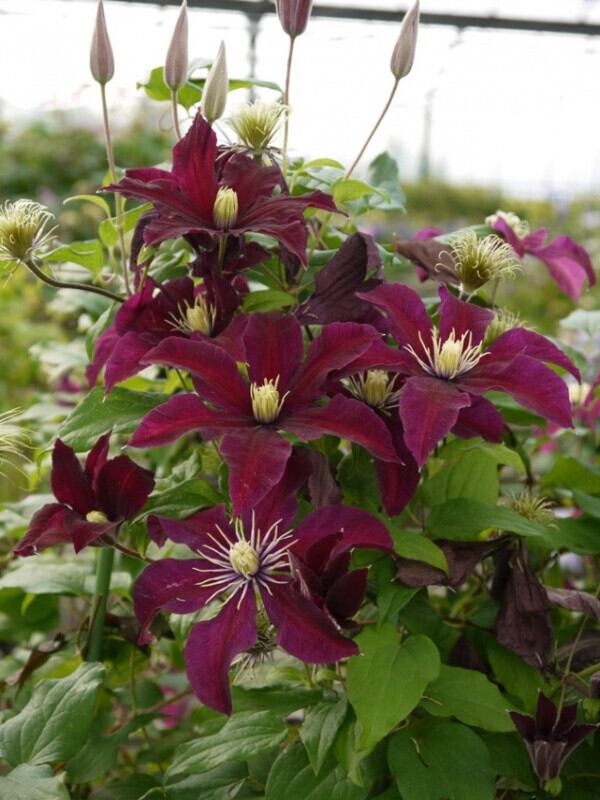 クレマチス　ポリッシュスピリット♥️ 四季咲き　ビチセラ 楽天市場】クレマチス ビチセラ 'ポリシュ スピリット' 2年苗