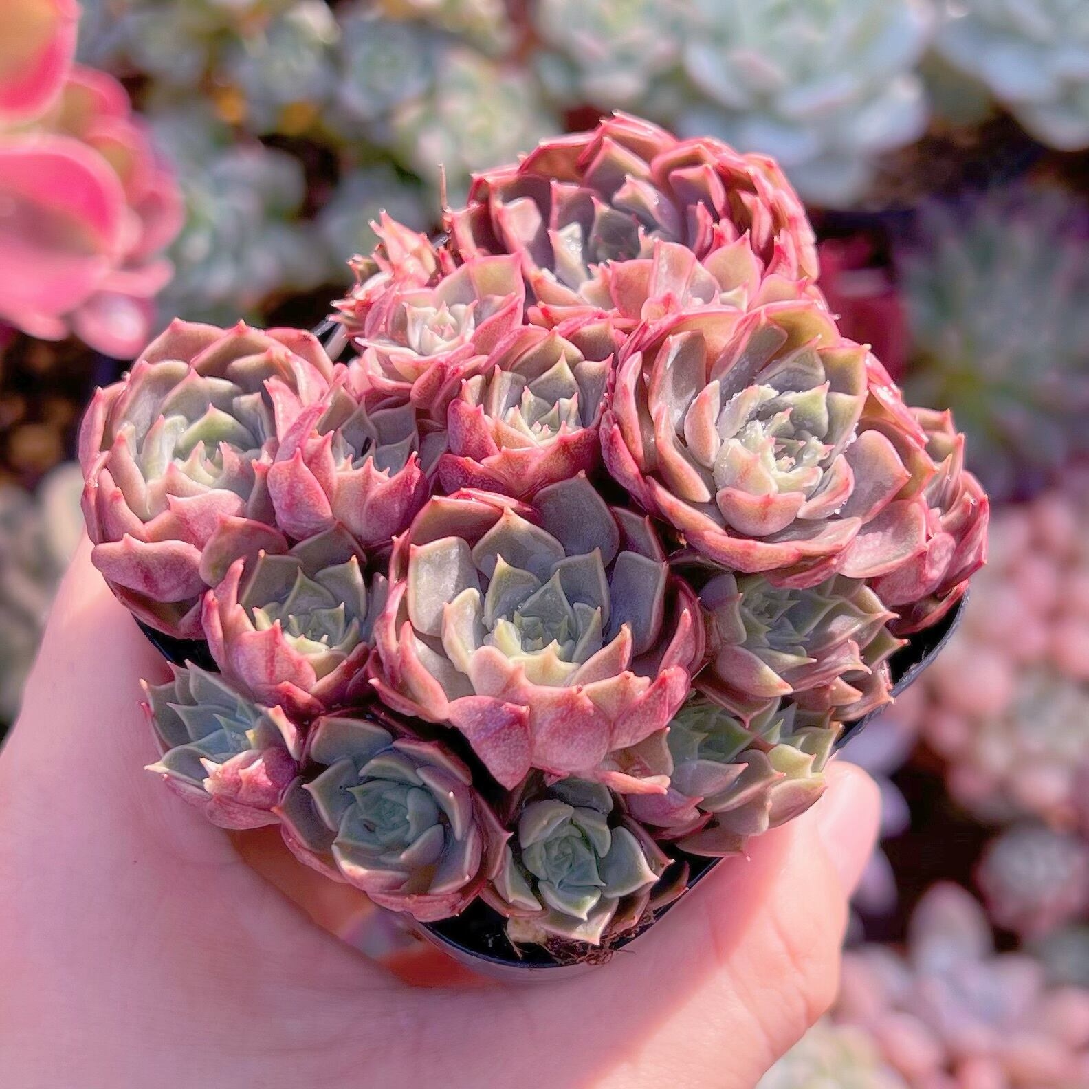 現品　ヴァンパイアークイーン#A28　るる農園