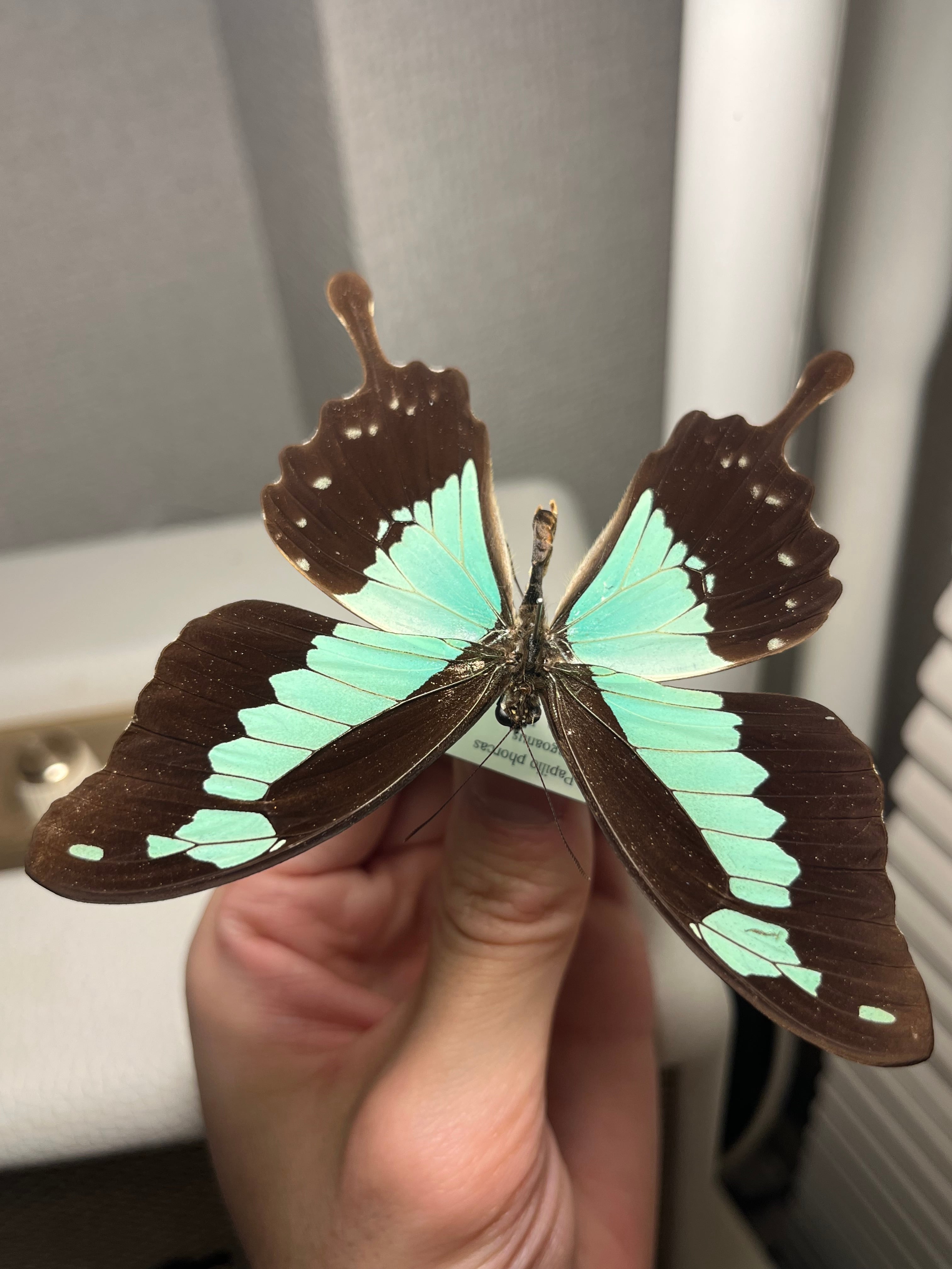 フォルカスミドリアゲハ オオルリアゲハ 外国産蝶標本 ヘリボシアオネ