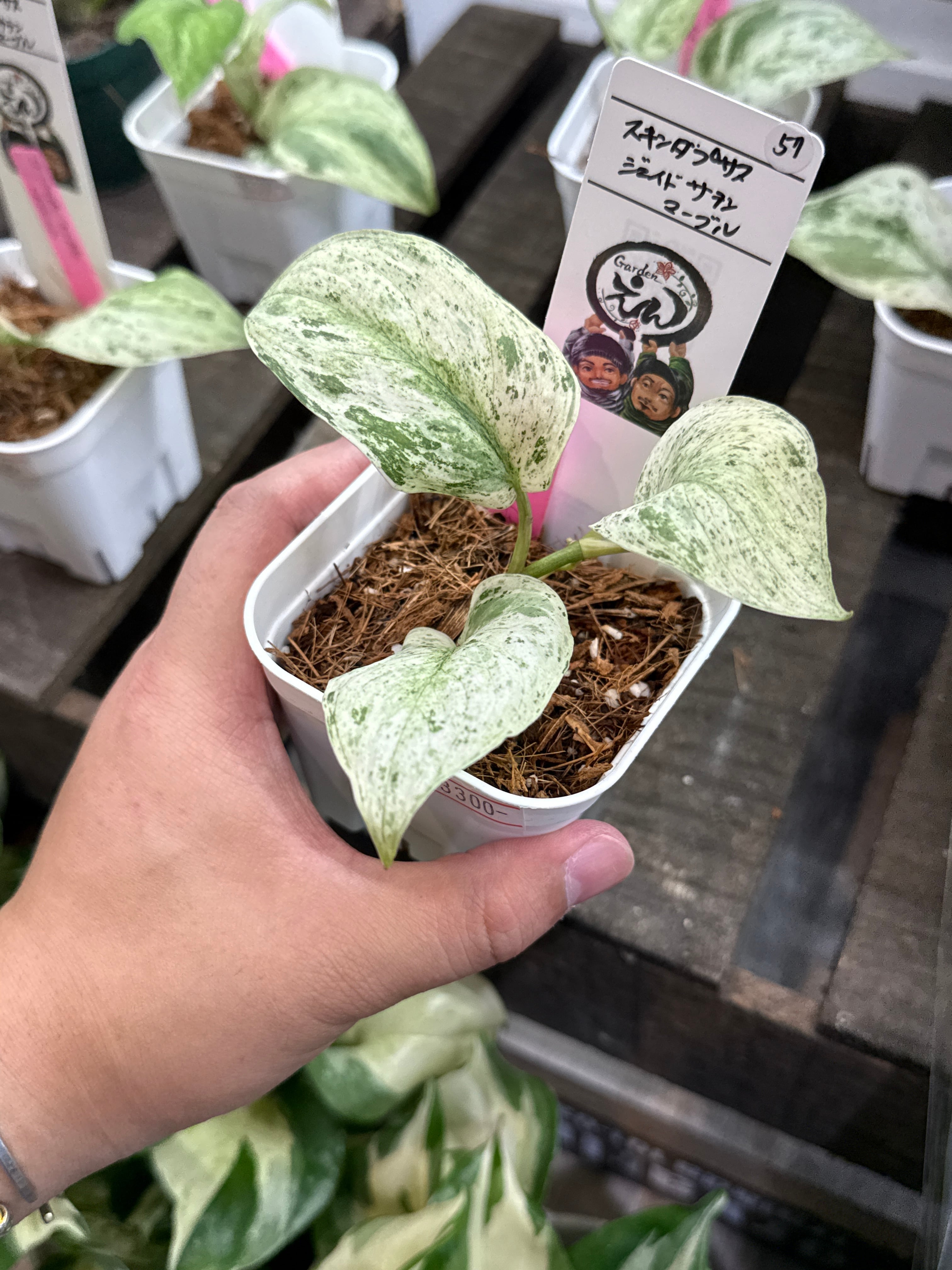 57. スキンダプサス ジェイドサテンマーブル | Gardenえん 【観葉熱帯