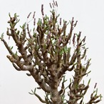 Tyrecodon buchholziana loeriesfontein【チレコドン・ブッコルジアナ】