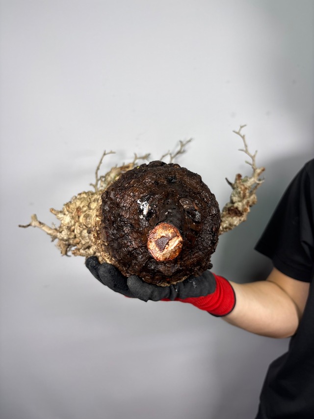 F173 現地発根株 オペルクリカリア パキプス 6/15 入荷 Operculicarya pachypus 塊根植物 現地球
