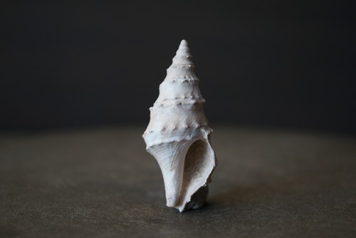 ポーランド産巻貝化石 Clavatula 1852