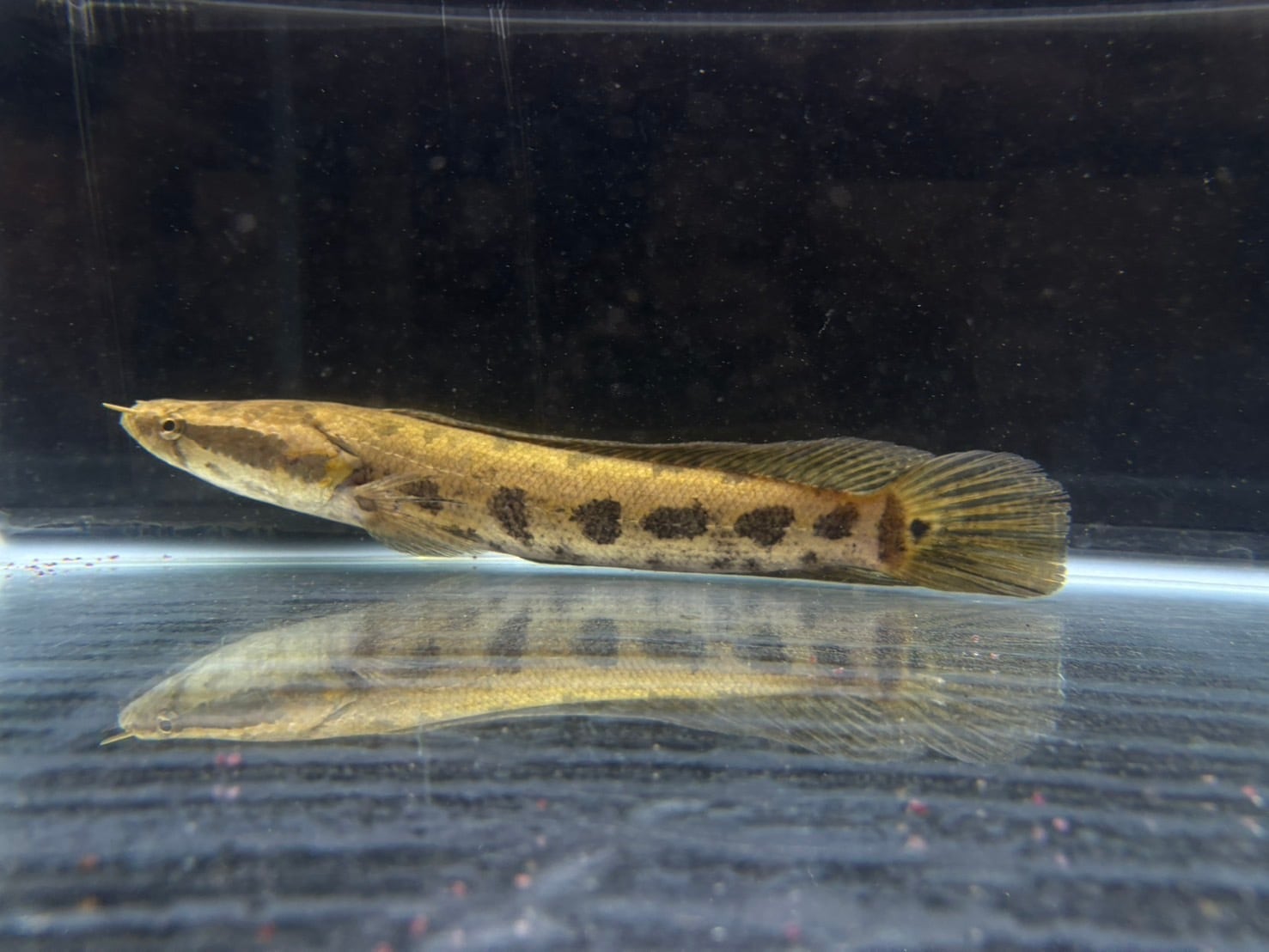 ダトニオ　25センチ　左目難あり ニューギニアダトニオ 25cm | AQUASTYLEG