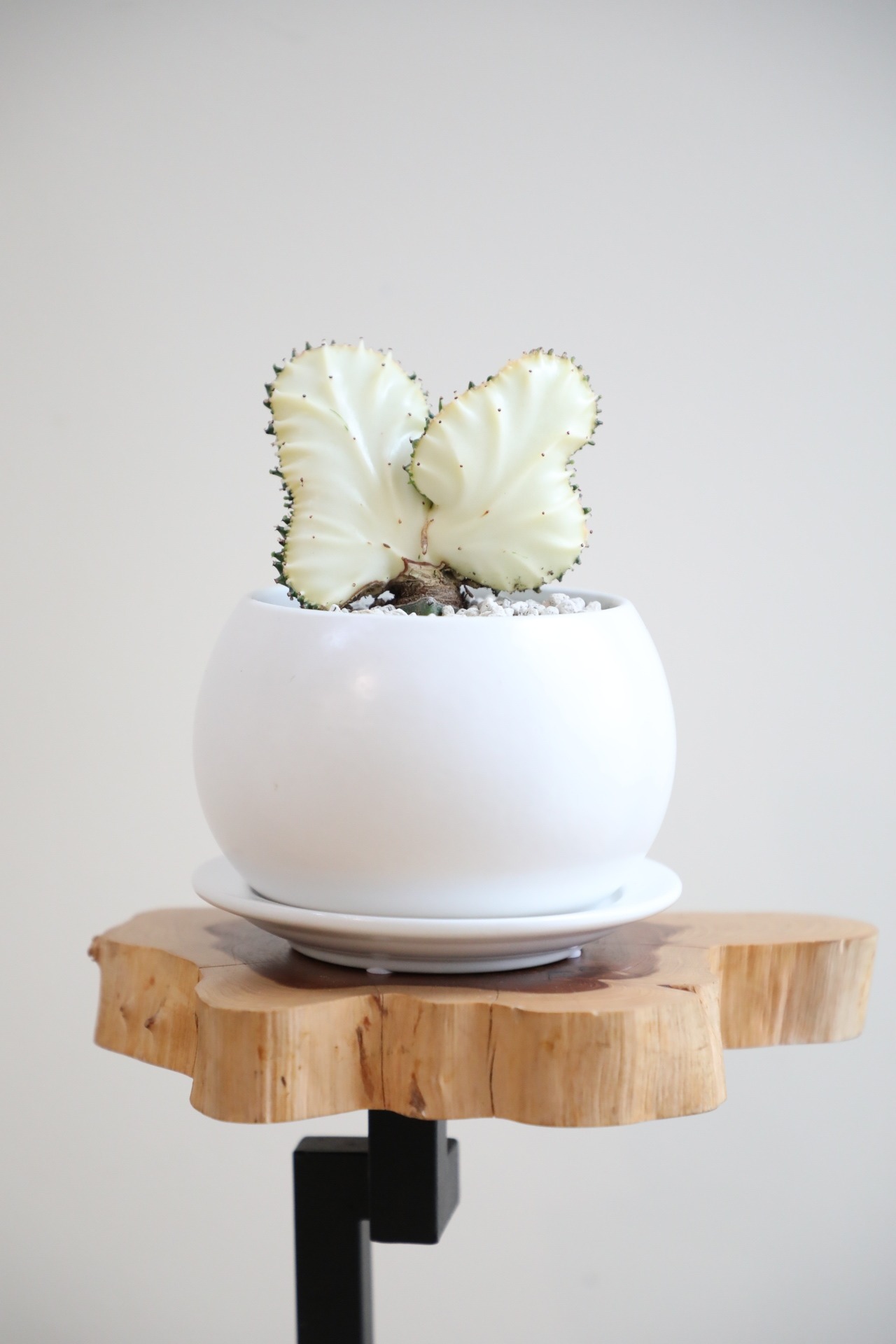 【S】ユーフォルビア ラクティア 綴化/Euphorbia lactea　※陶器鉢付き