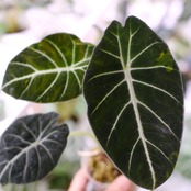 【斑入り】アロカシア ブラックベルベット⑥ / Alocasia reginula 'Variegated'│観葉植物
