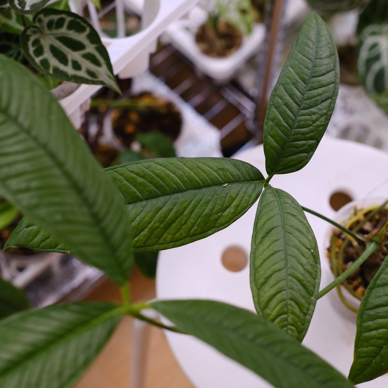 【希少】Anthurium moonenii / アンスリウム ムーネニー③ / 観葉植物<育て方・花言葉>