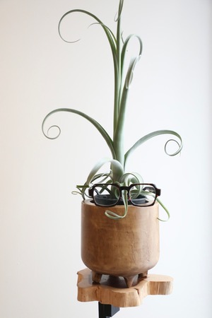 【M】チランジア カーリースリム/Tillandsia Curly Slim　※ウッドポット付き