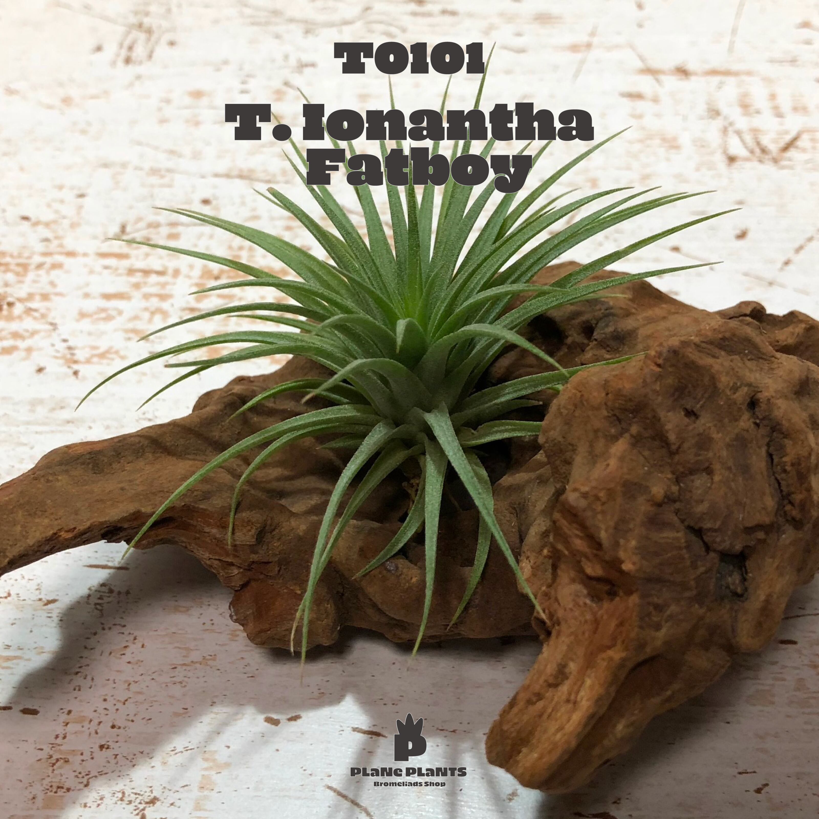 【送料無料】イオナンタ ファットボーイ〔エアプランツ〕現品発送T0101