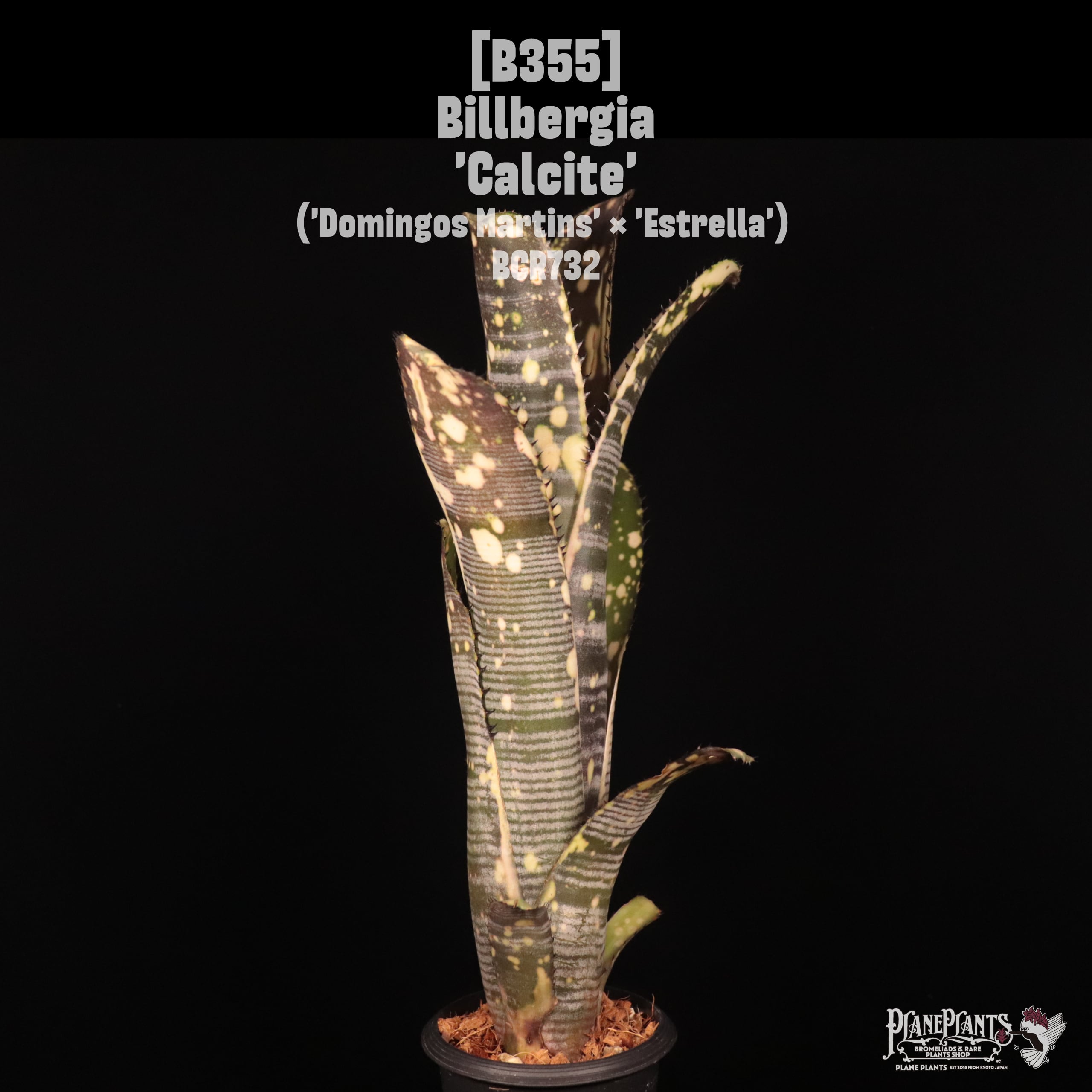 Billbergia 'Waxing Gibabous'〔ビルベルギア〕B354 | plane plants