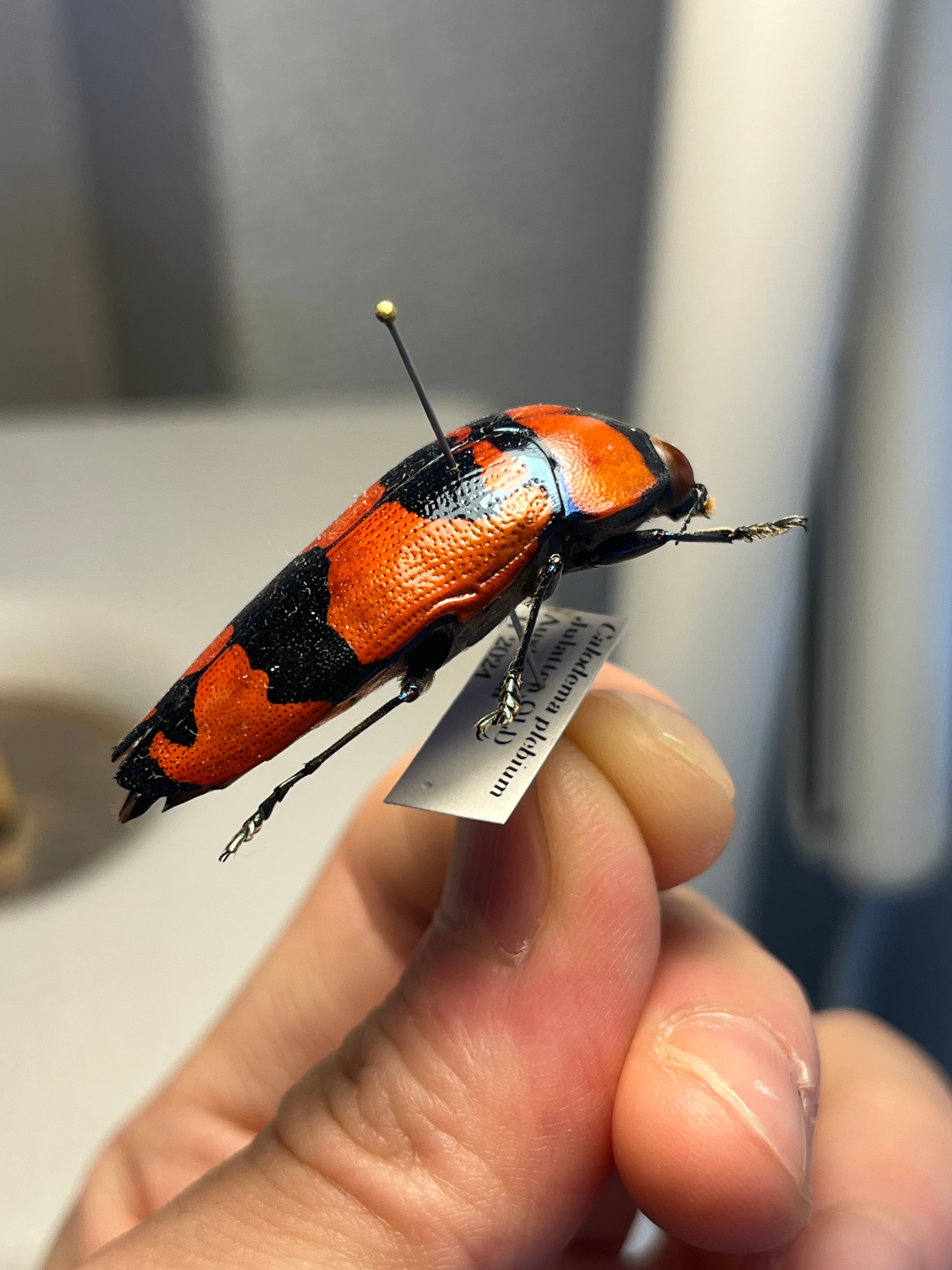 39mm】クロモンベニオウサマムカシタマムシ Calodema plebeia