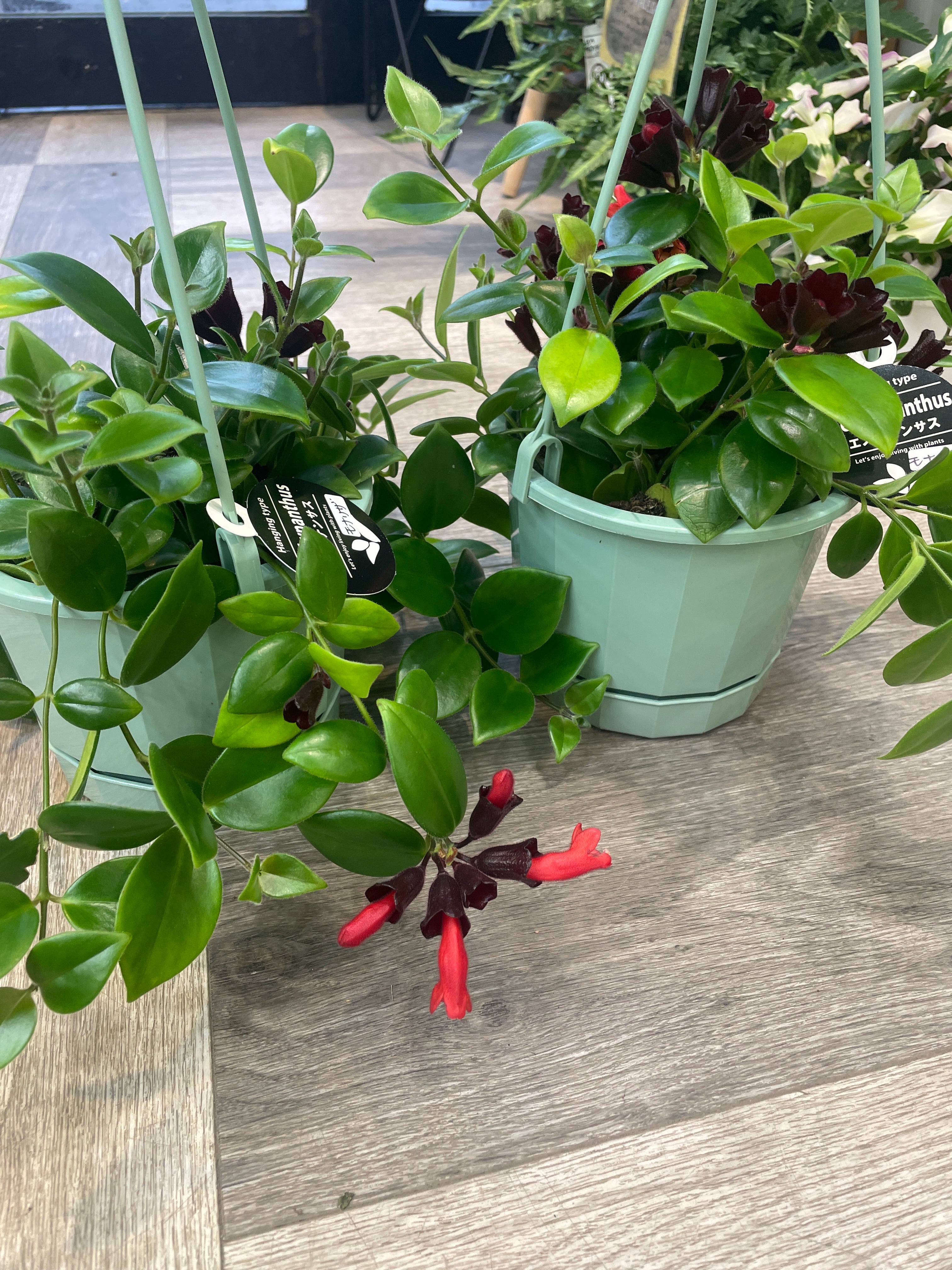 エスキナンサス モナリザ | Gardenえん 【観葉熱帯植物・多肉植物】 