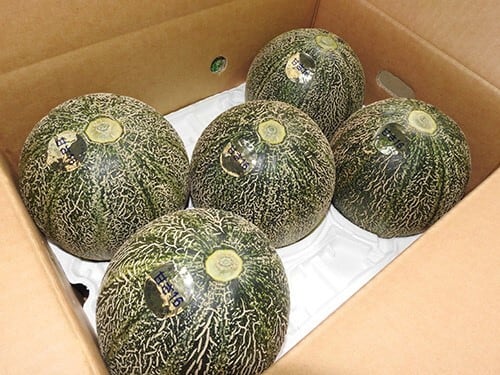 銚子メロン（アムスメロン）2L 5玉入り ※送料込み 贈り物