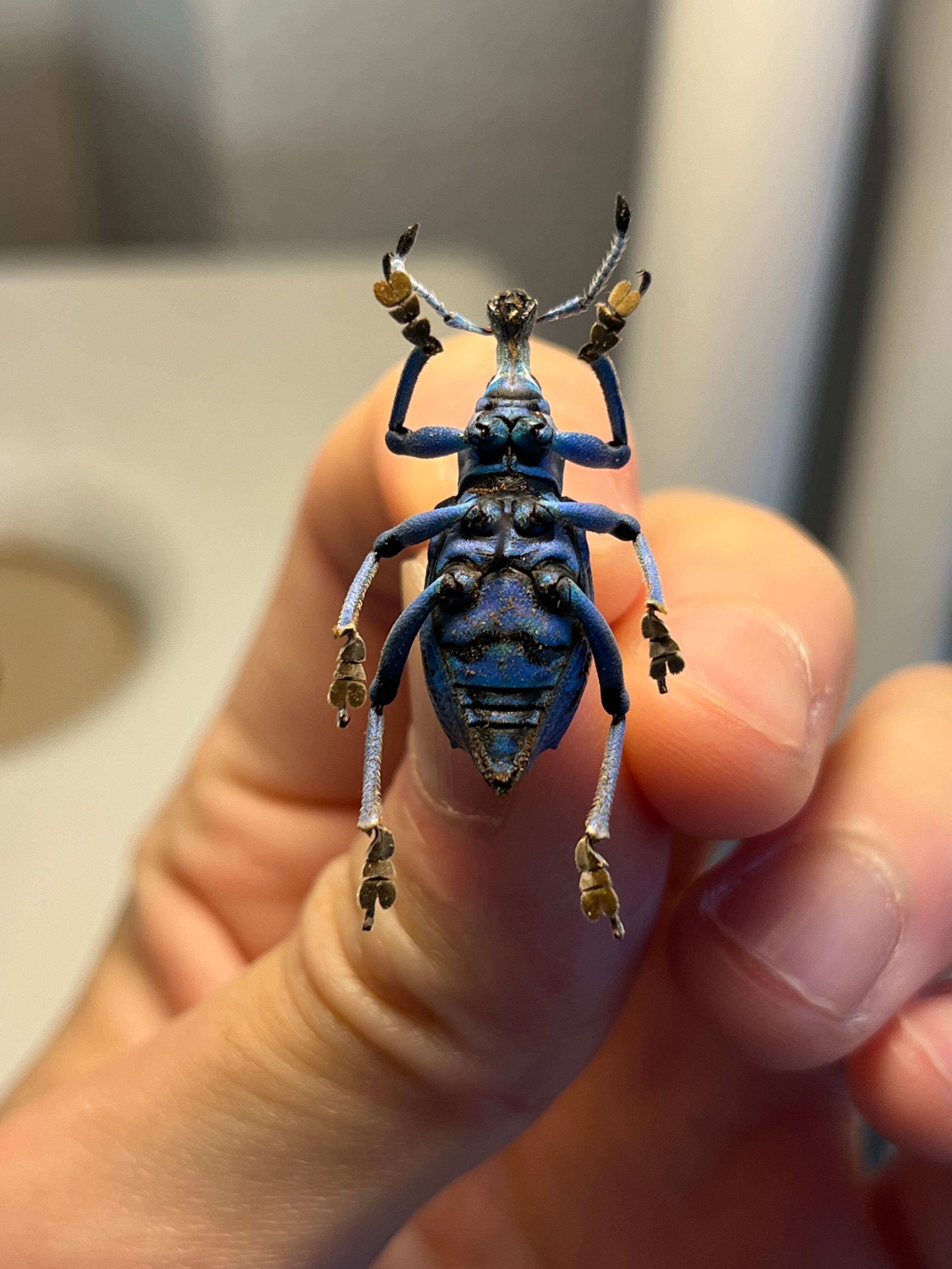 25mm】ベネットホウセキゾウムシ 標本カミキリ昆虫ゼリー標本甲虫フン
