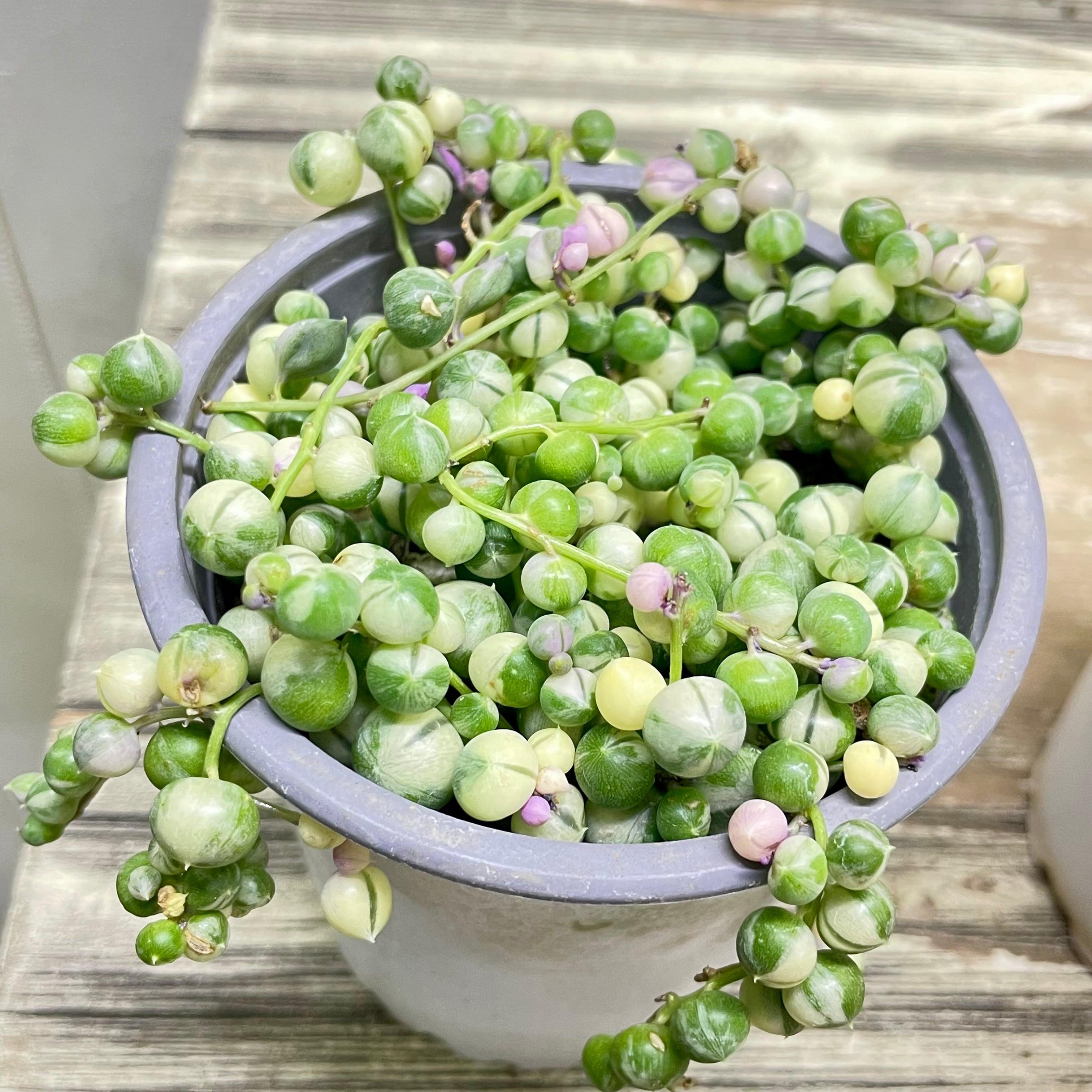 斑入り グリーンネックレス 3号｜小さく飾れる やさしい雰囲気の多肉