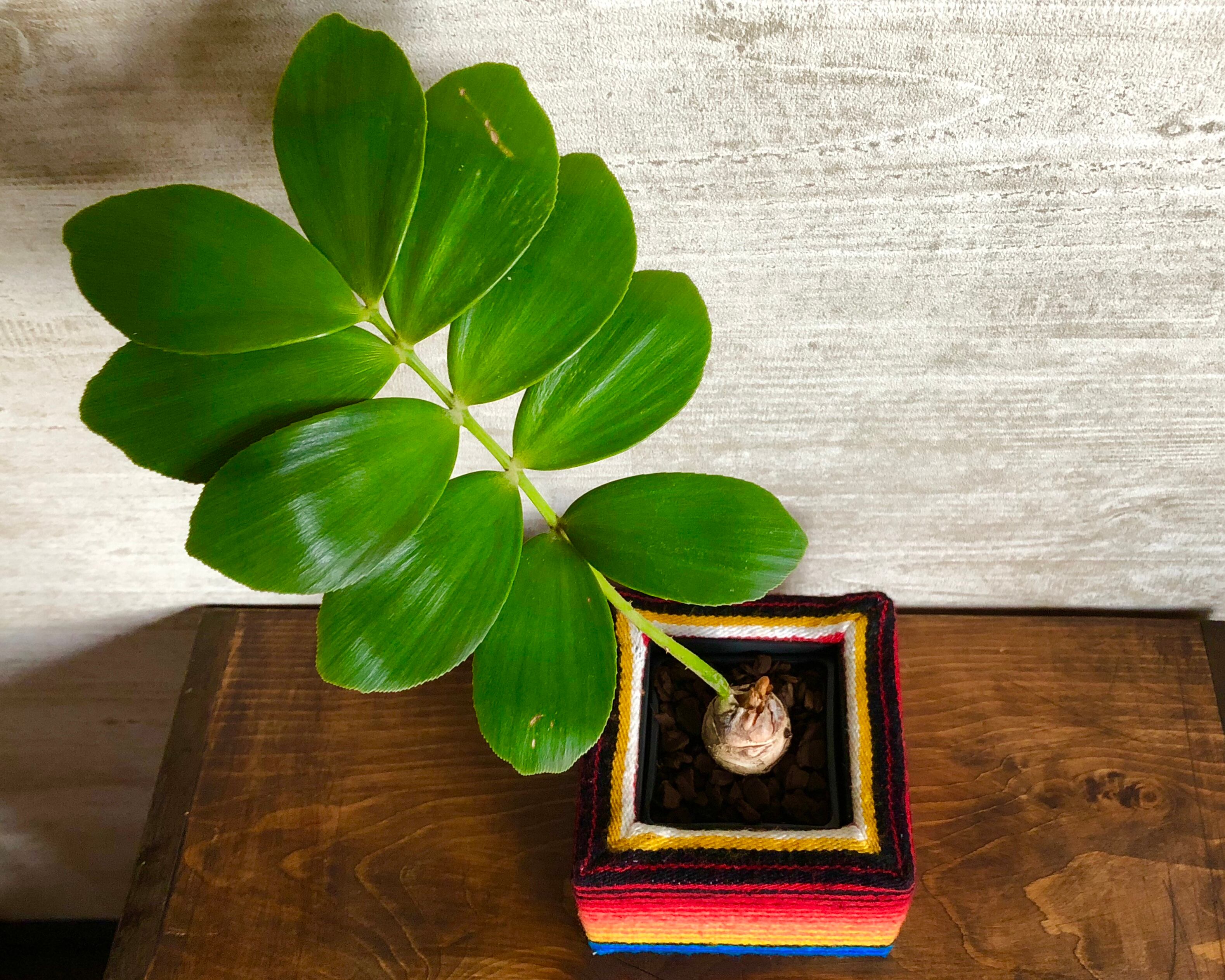 メキシコソテツ ザミア サラペを使った鉢カバー付き オレンジ Planet Plants プラネットプランツ