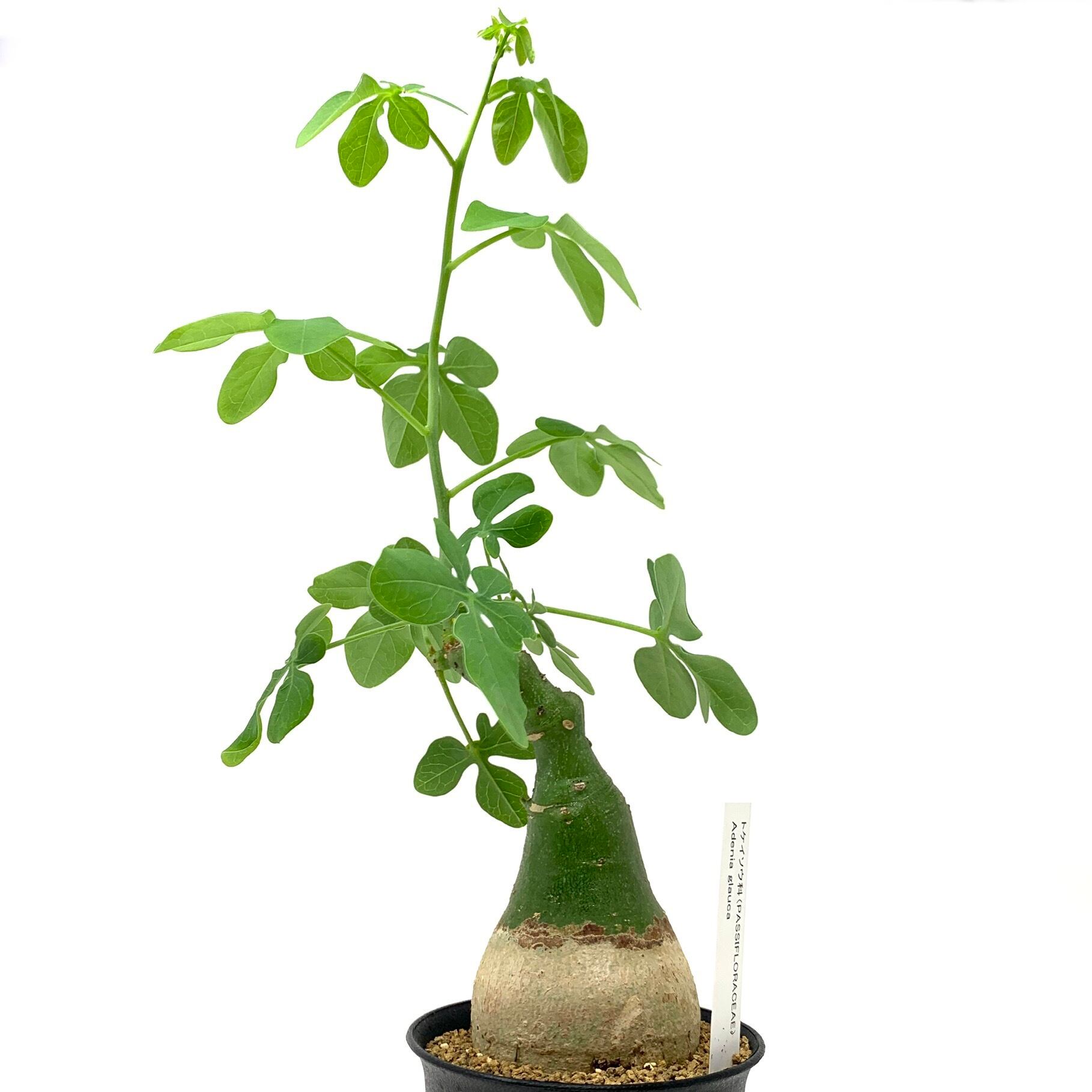 人気　観葉植物　アデニア・グラウカ　美株 伝市鉢付き‼️