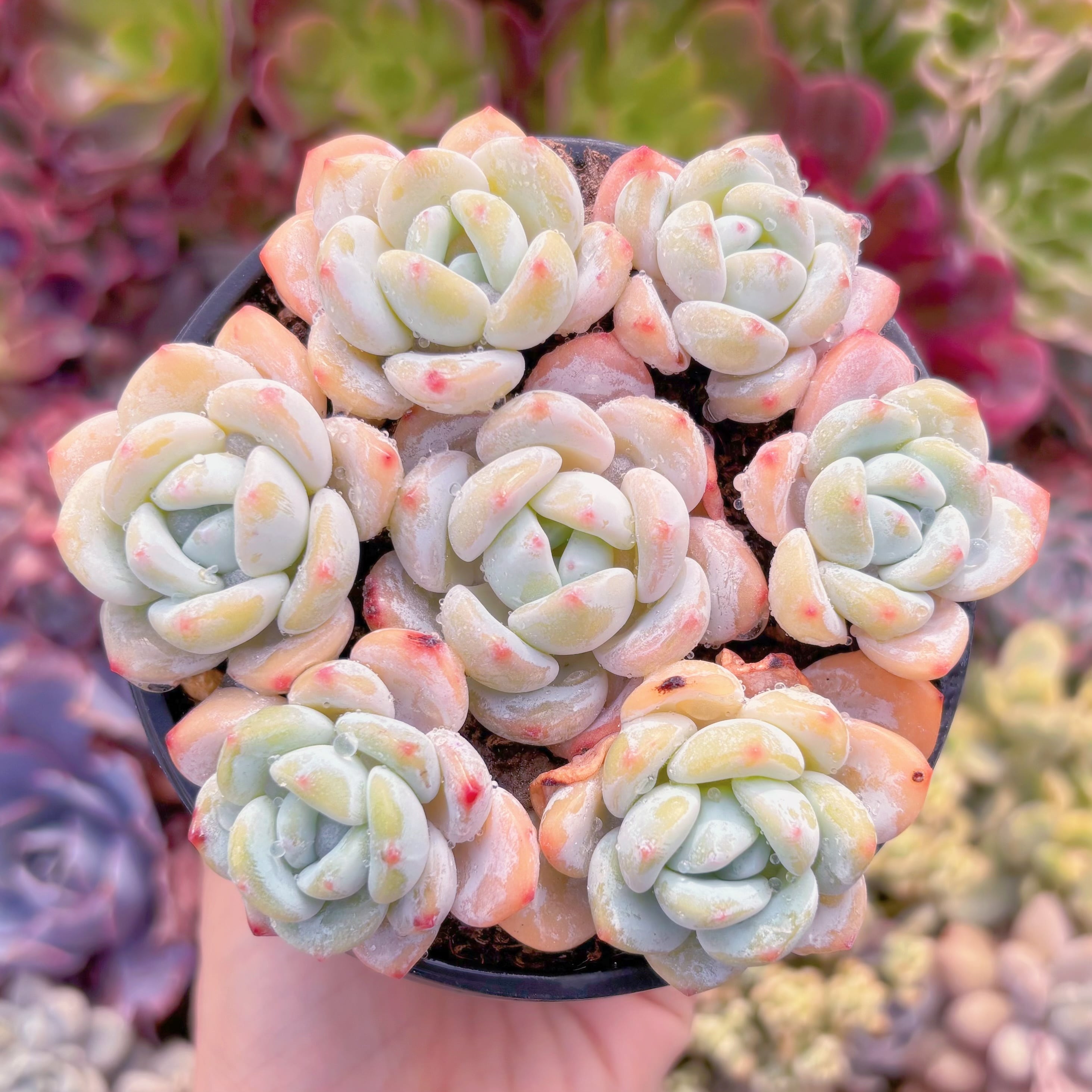 現品　冷香#1123　るる農園