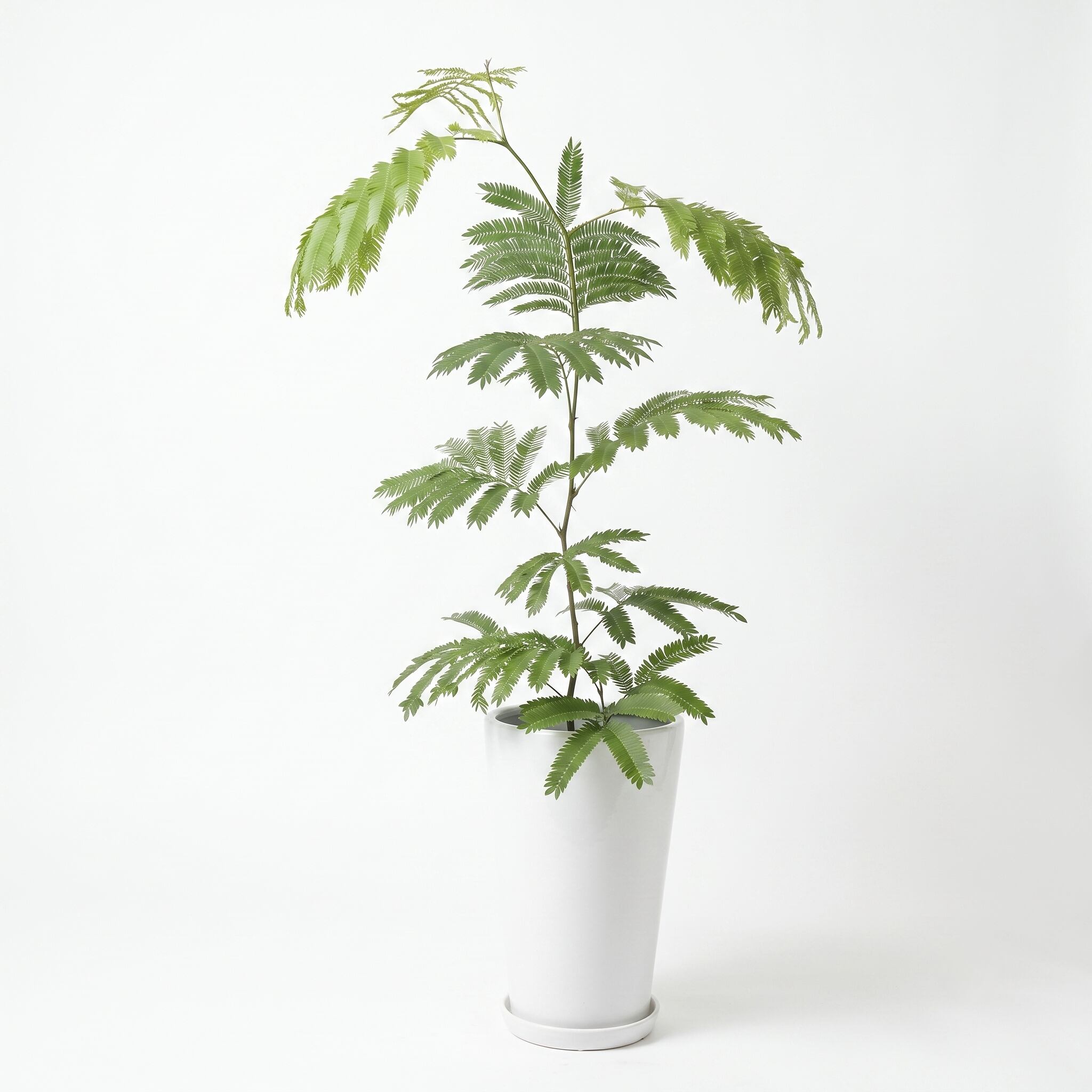 観葉植物「エバーフレッシュ」白鉢7号 18000円（税込） 中型 開店祝い