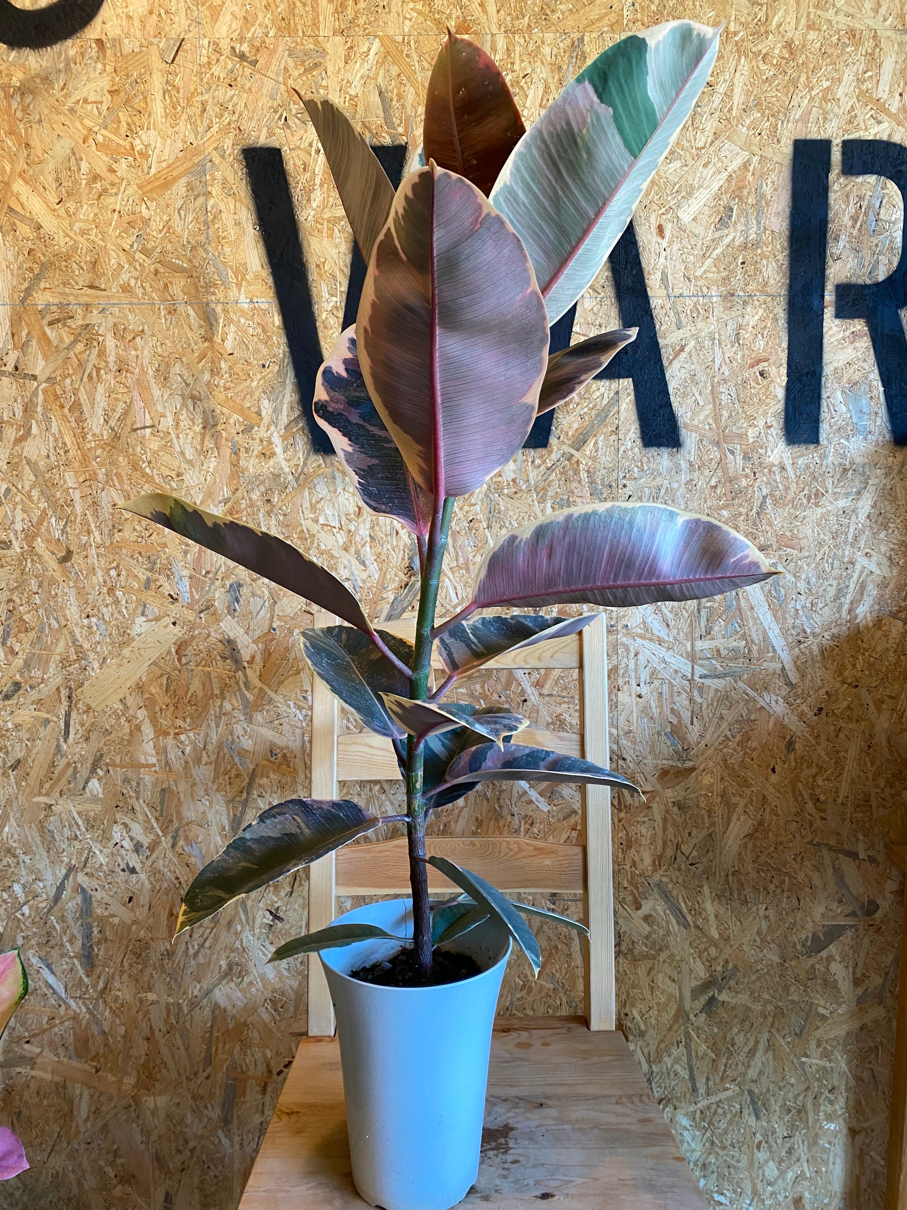 フィカス ルビー 実生 自然樹形 12/16まで特価 送料込 フィカス・ルビー 【観葉植物 6号鉢・リビングやオフィスの窓辺向き