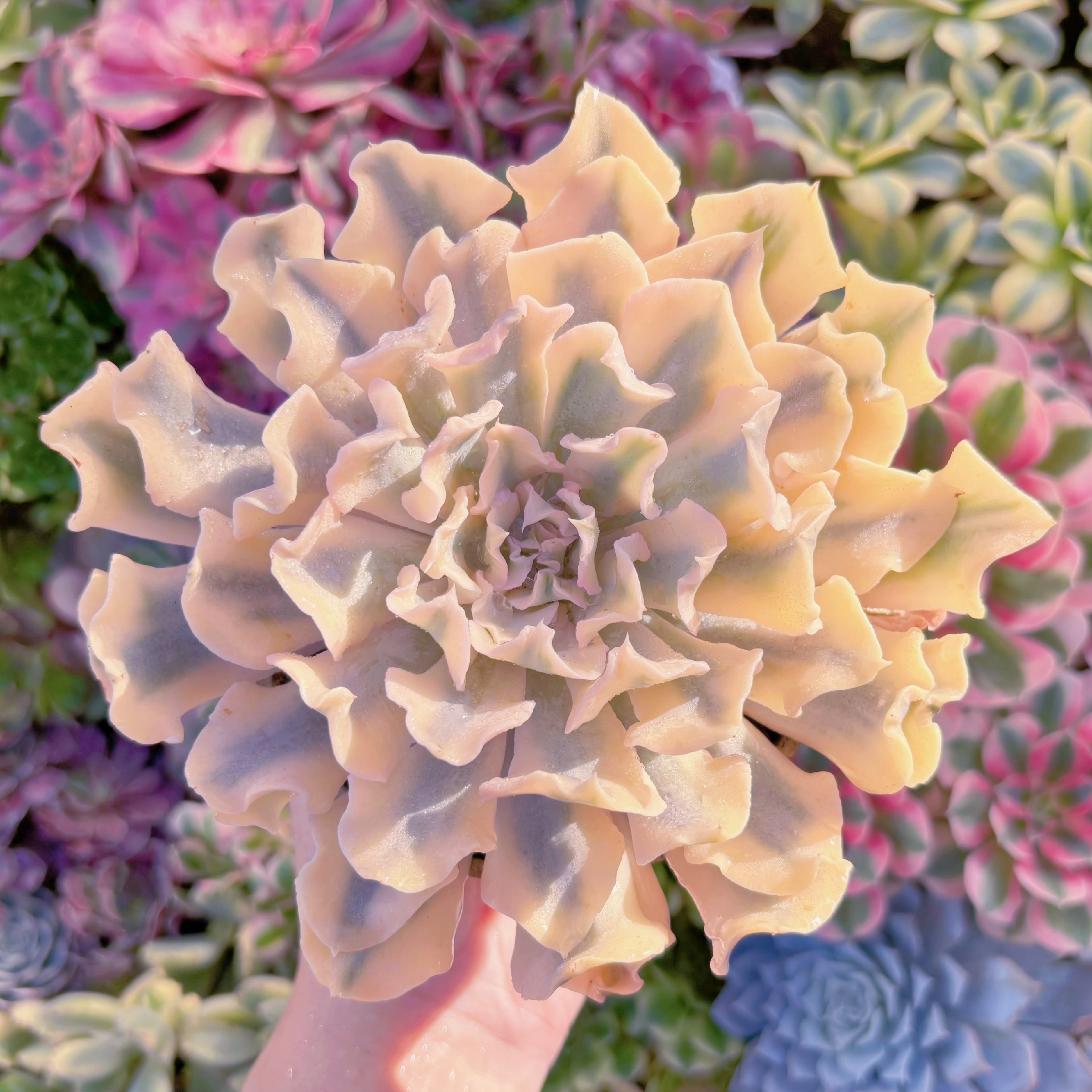 現品　シャフラン錦#K047　極上株　特大苗　在庫僅少　るる農園