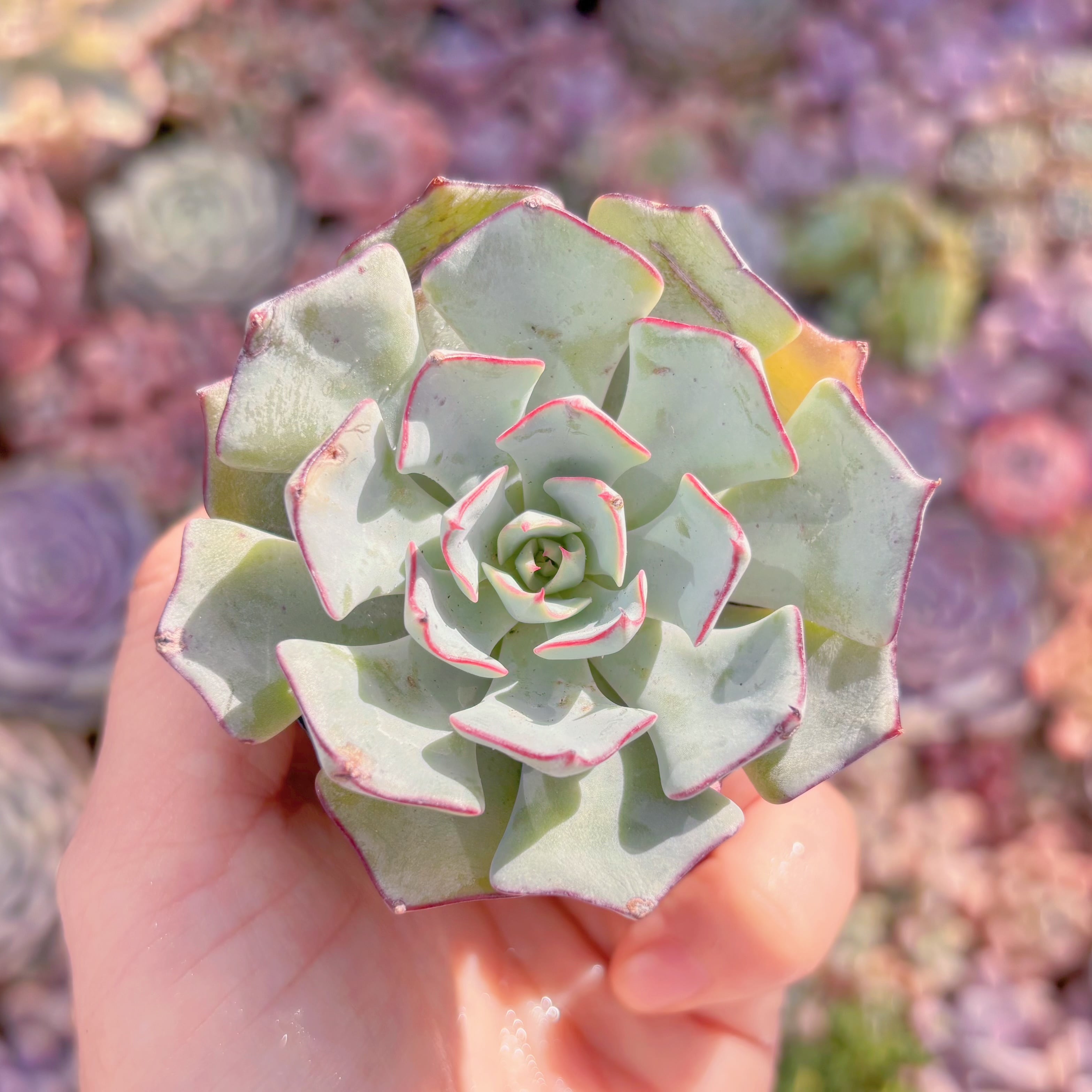 多肉植物　ノヴァ　新入荷　るる農園