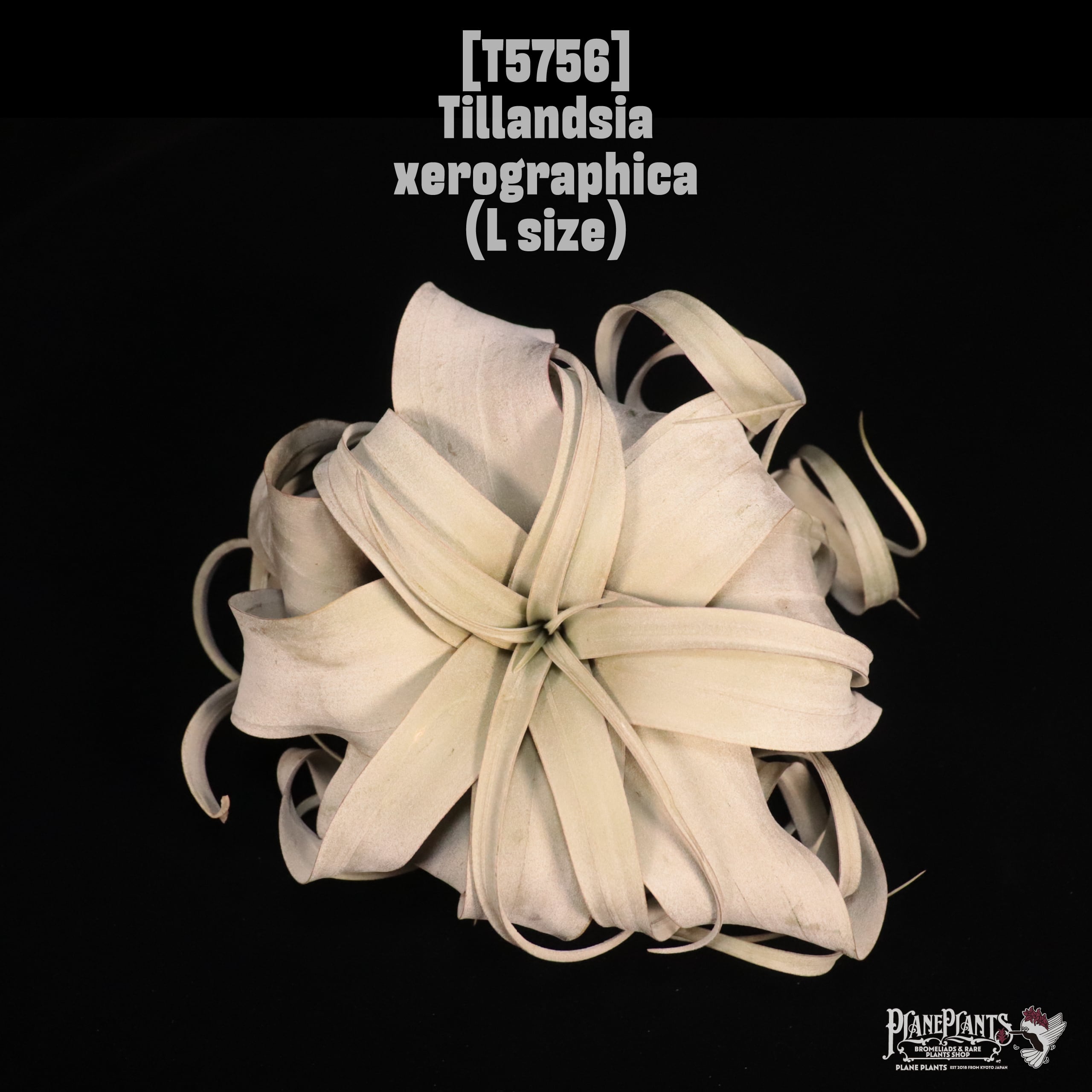 Tillandsia xerographica L〔ティランジア〕T5756
