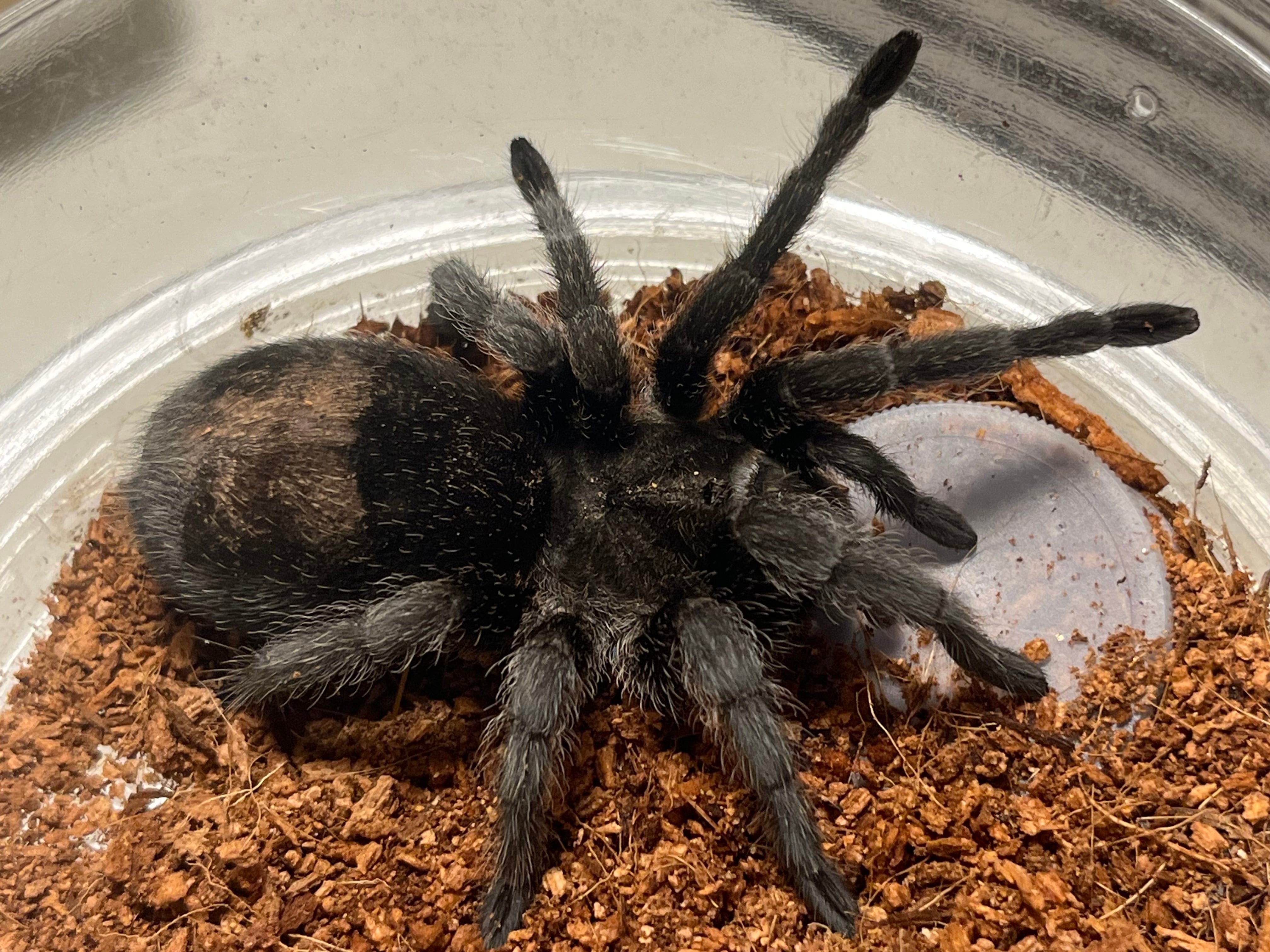 ブラジリアンブラックタランチュラ 体長4cm程 蟻アリありマンティス