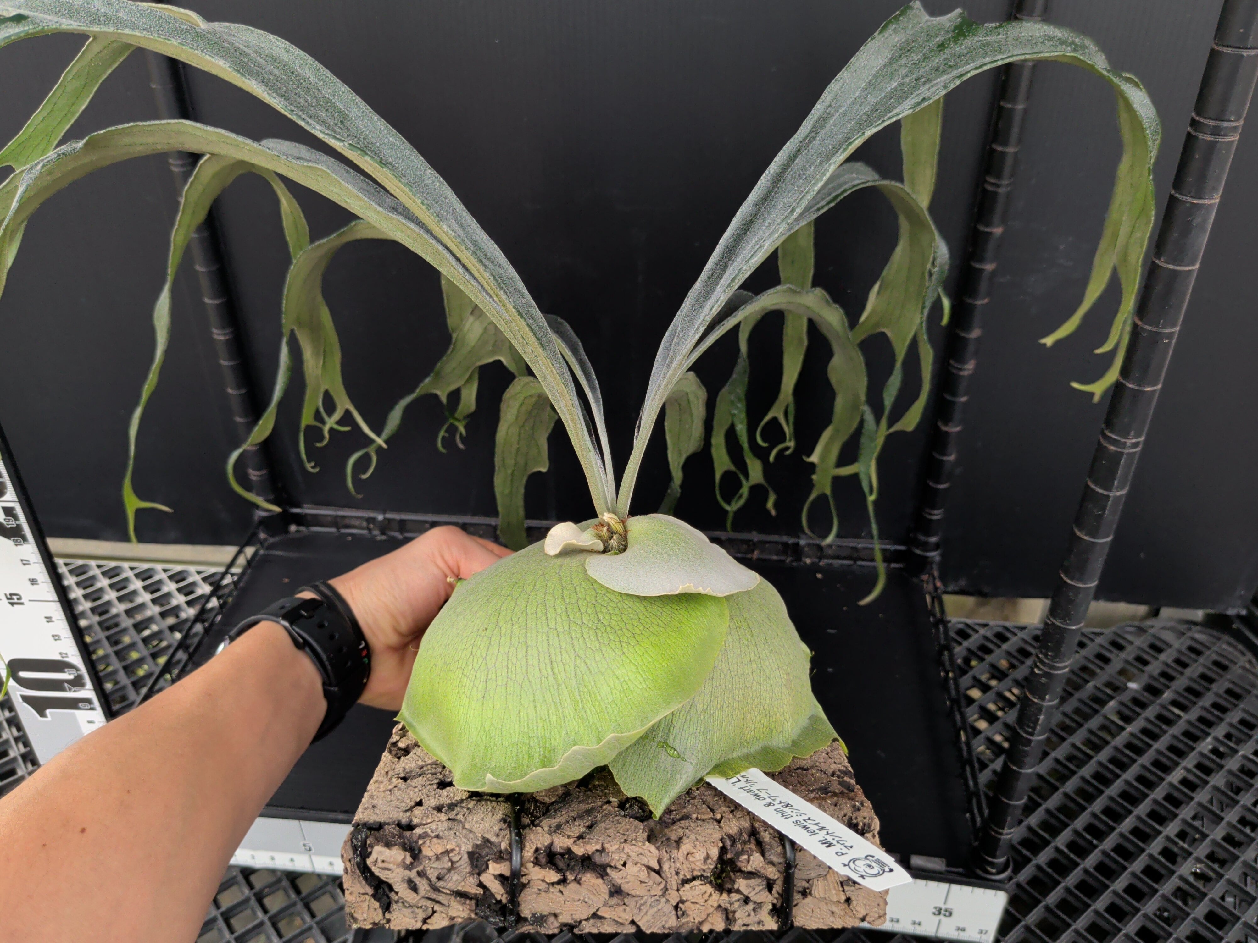 P. Mt. lewis thin & dwarf 'Little kitty' (TC) | 新垣洋らん園