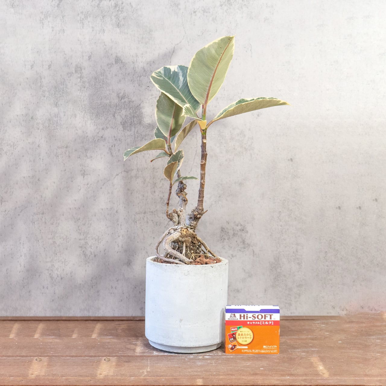 レア株|フィカス・ティネケ|絡み合う根元とトリコロールの葉が美しい観葉植物【モルタル鉢/個性派インテリアグリーン】