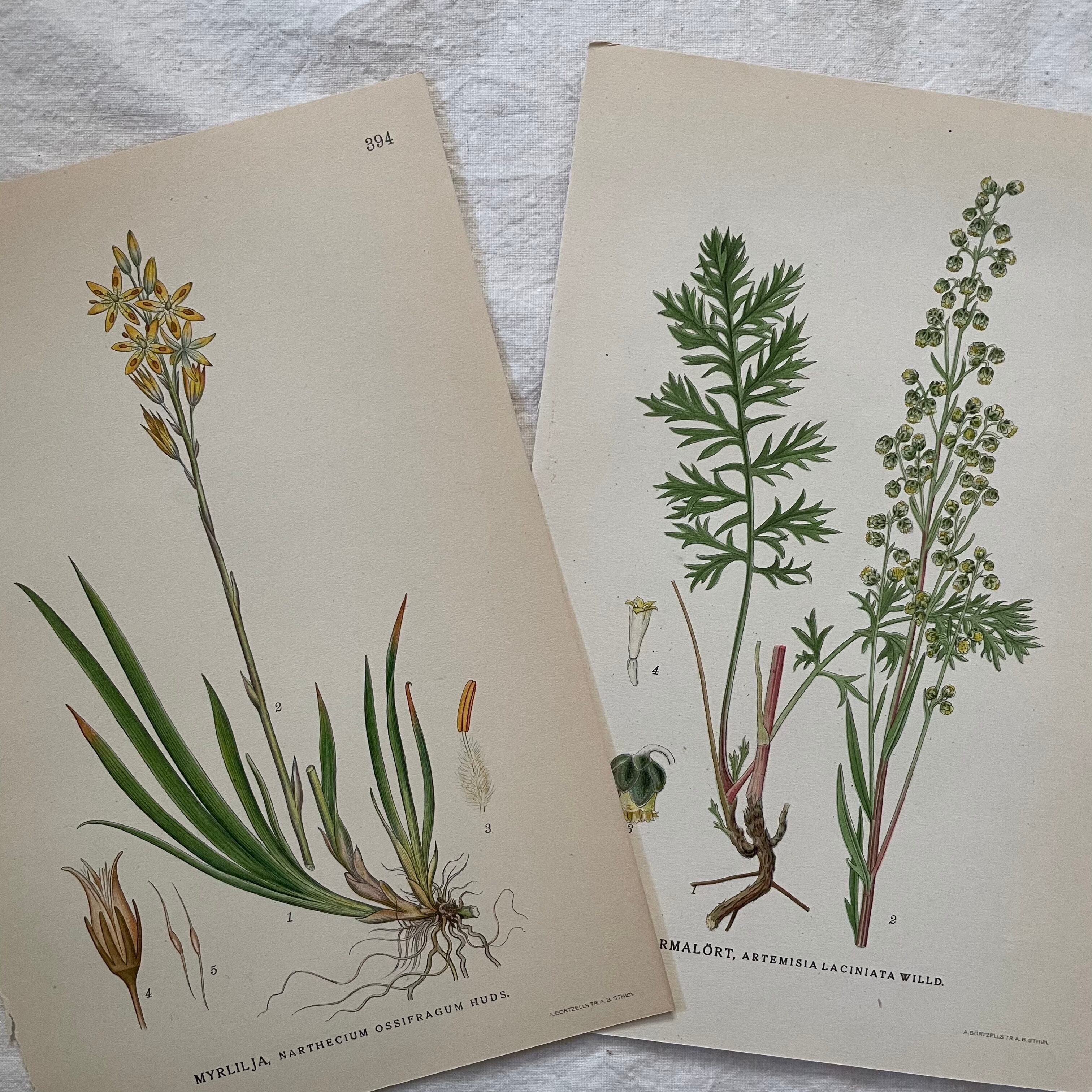 植物の紙セット24