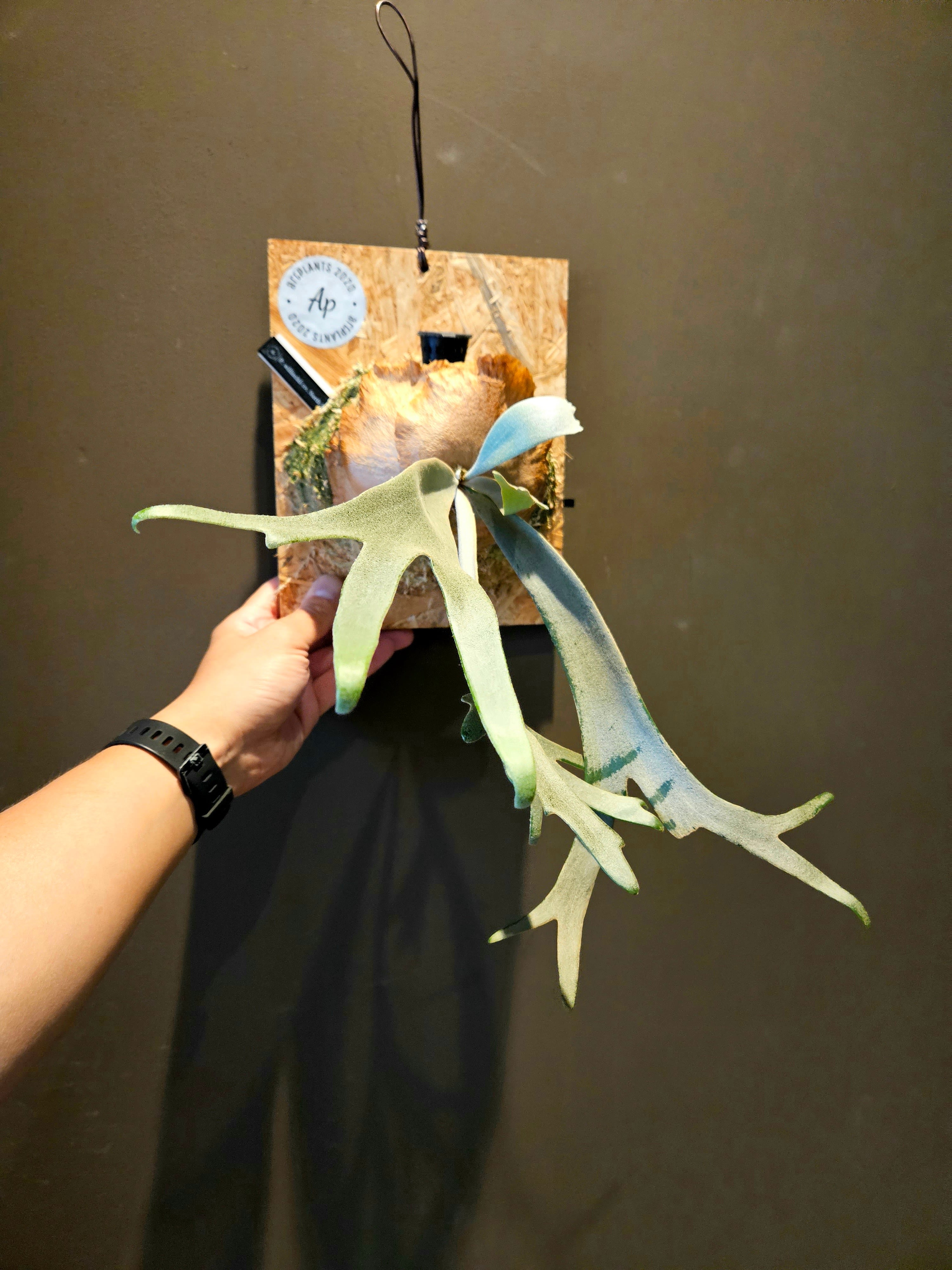 P. willinckii cv. North Star 【artPLANTs】ビカクシダ/Platycerium